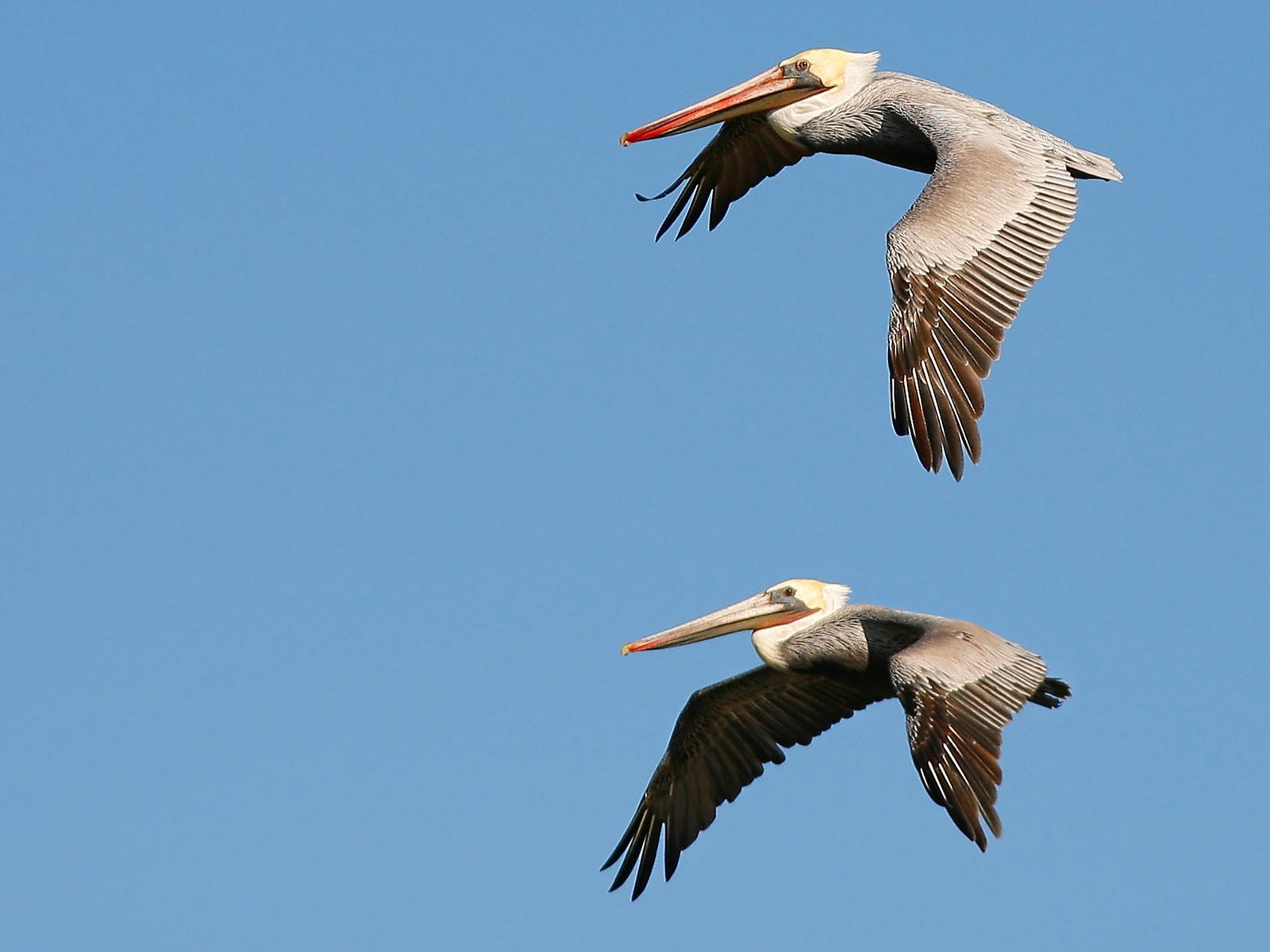 鳥類寫真高清壁紙 #30 - 1600x1200
