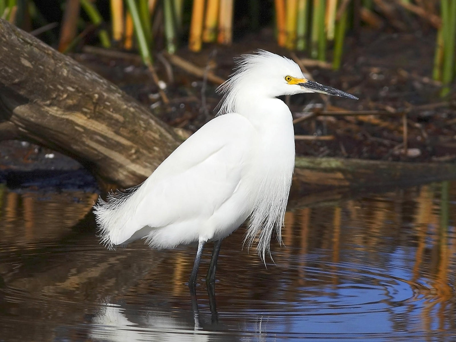 鳥類寫真高清壁紙 #38 - 1600x1200