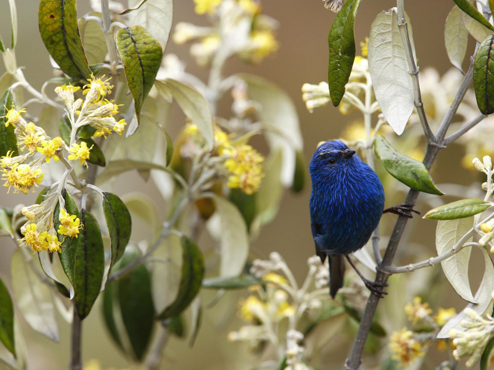 鳥類寫真高清壁紙 #39 - 1600x1200