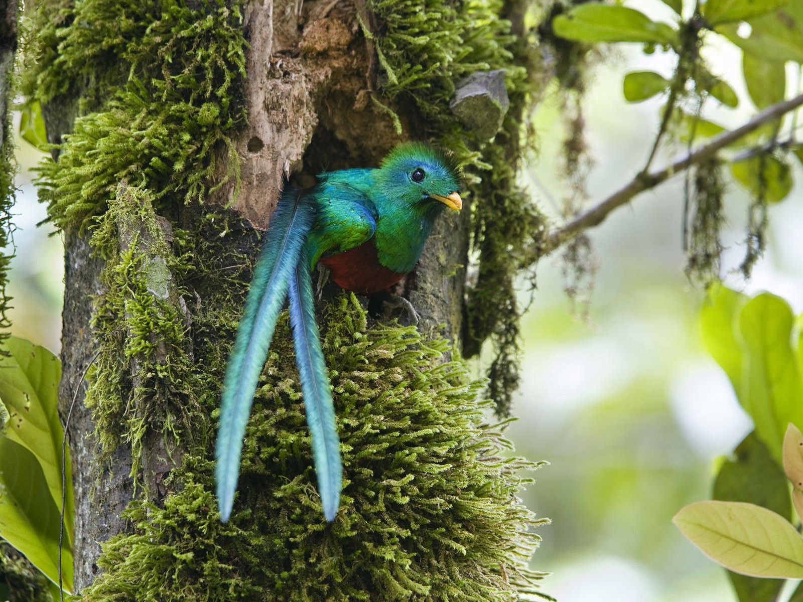 鳥類寫真高清壁紙 #40 - 1600x1200