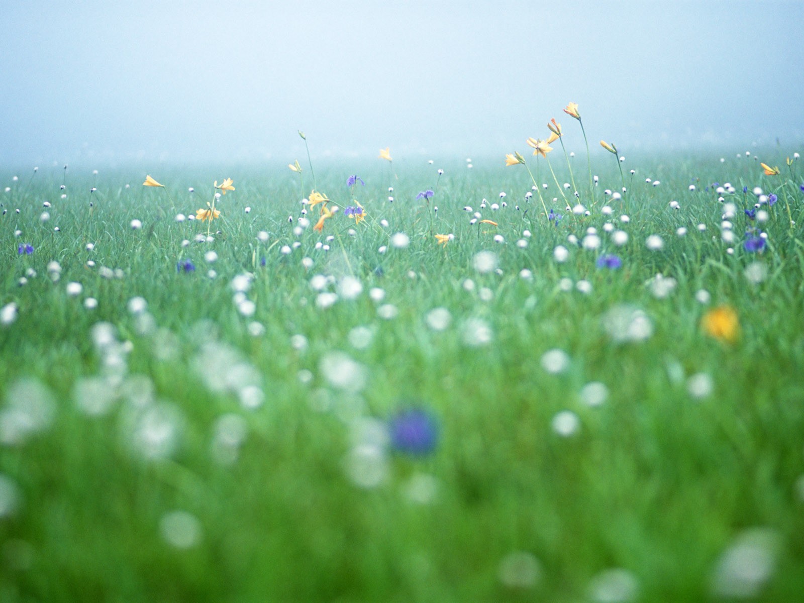 Wildflower Desktop Wallpaper #12 - 1600x1200