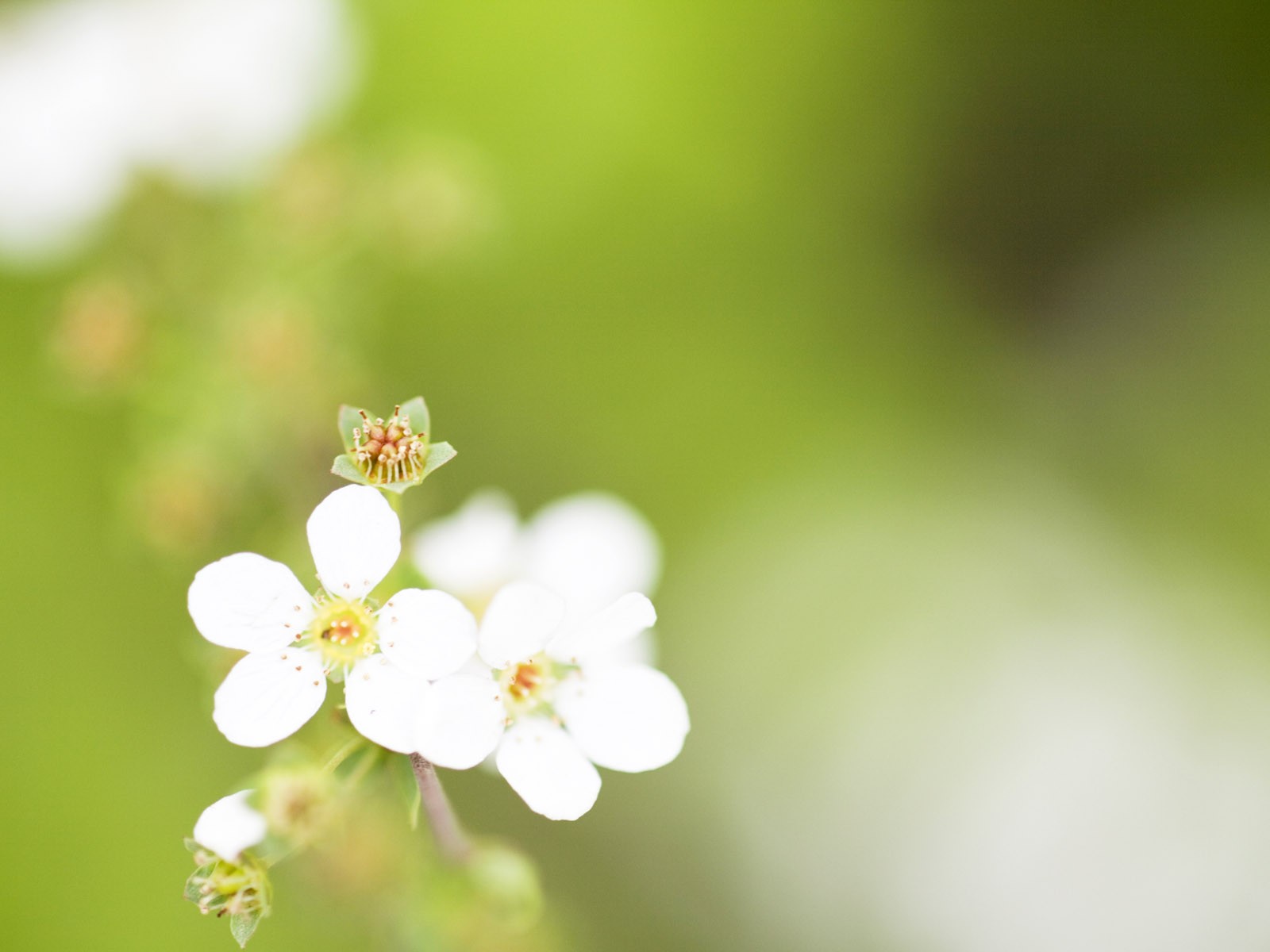 Wildflower Desktop Wallpaper #14 - 1600x1200