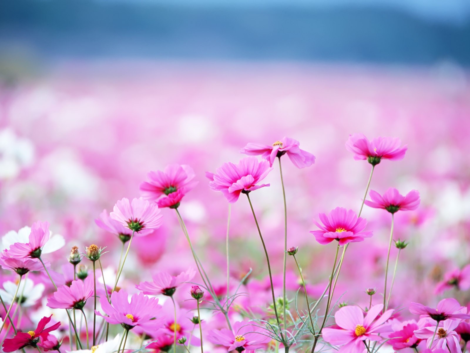 wildflower Tapety na plochu #25 - 1600x1200