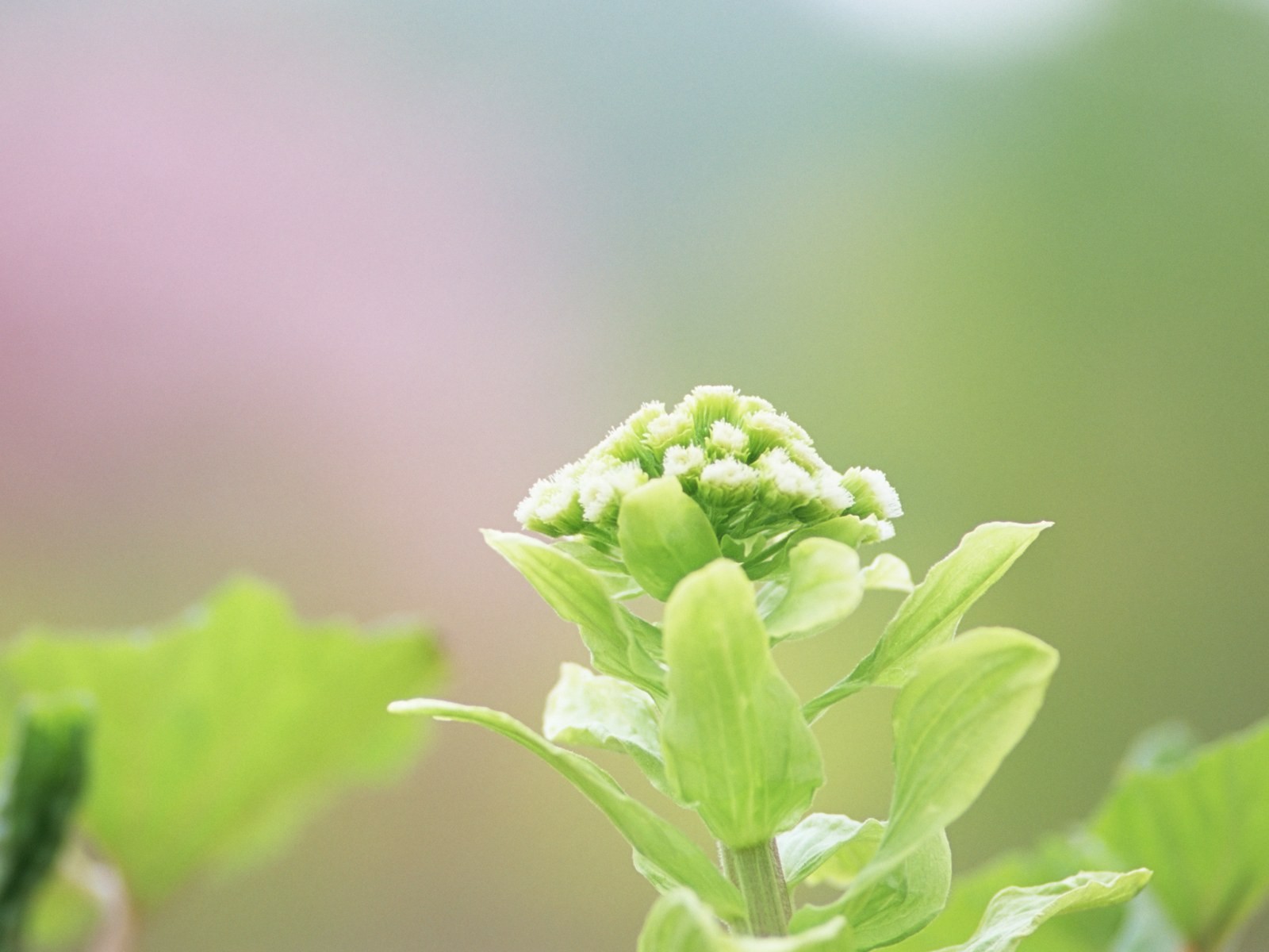 Fresh green leaf wallpaper (1) #2 - 1600x1200