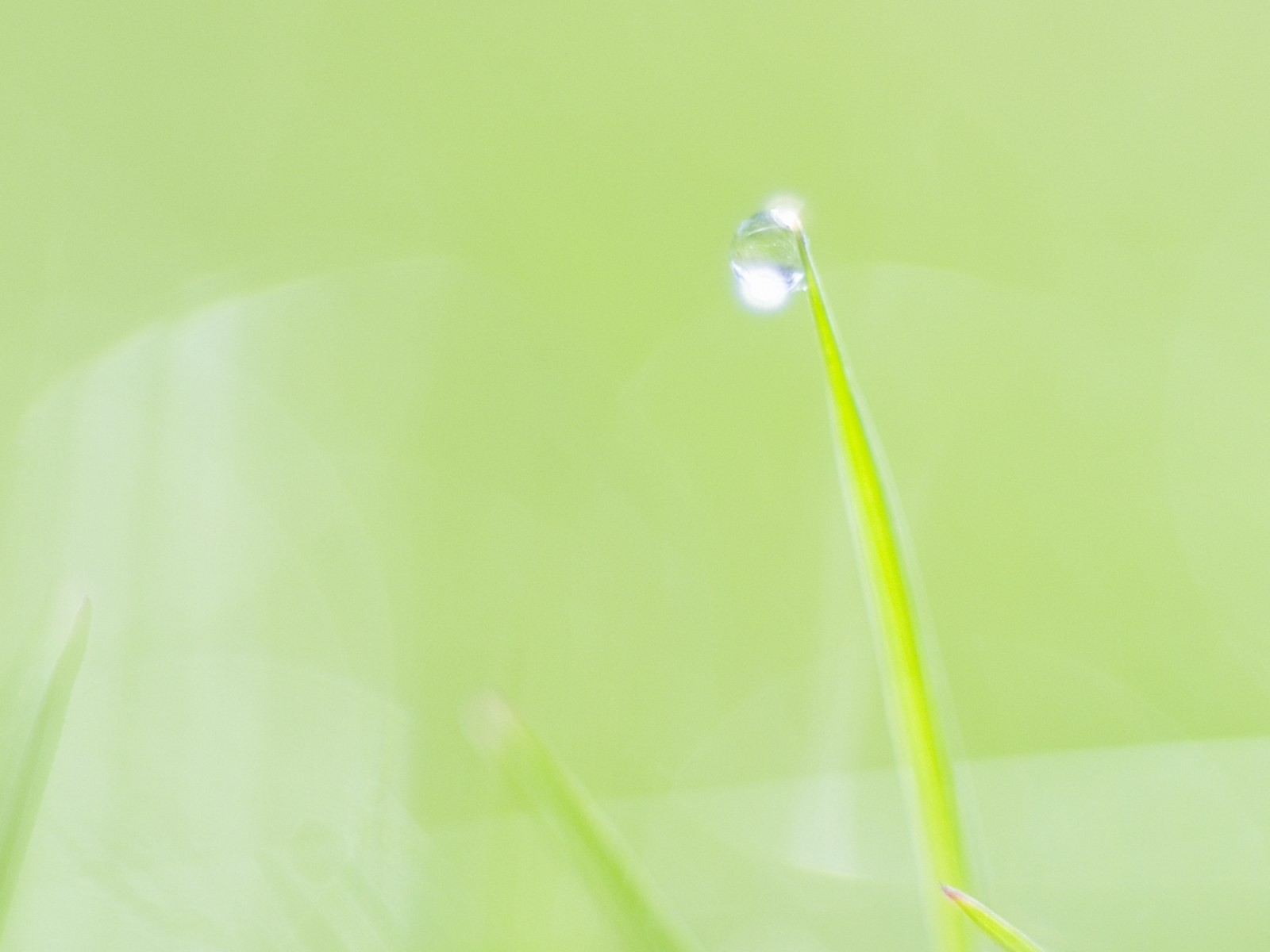 Fresh green leaf wallpaper (1) #3 - 1600x1200