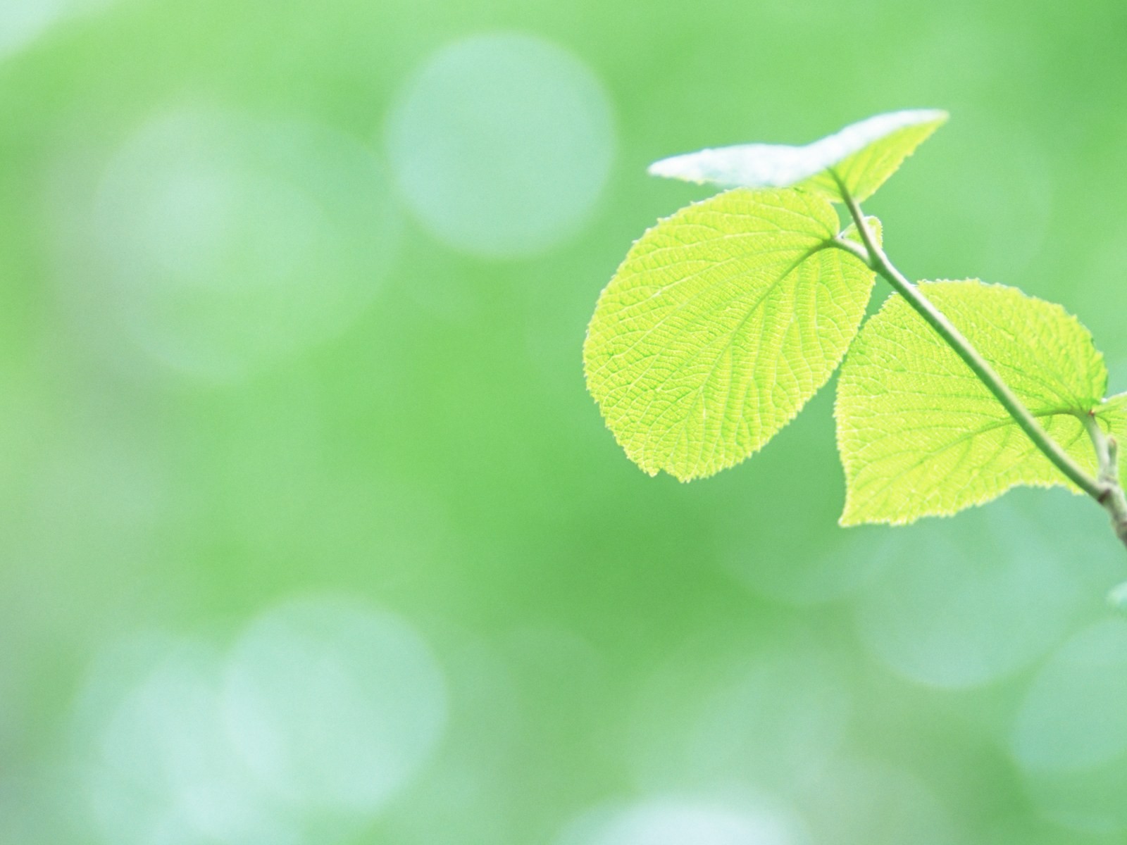 Fresh green leaf wallpaper (1) #4 - 1600x1200