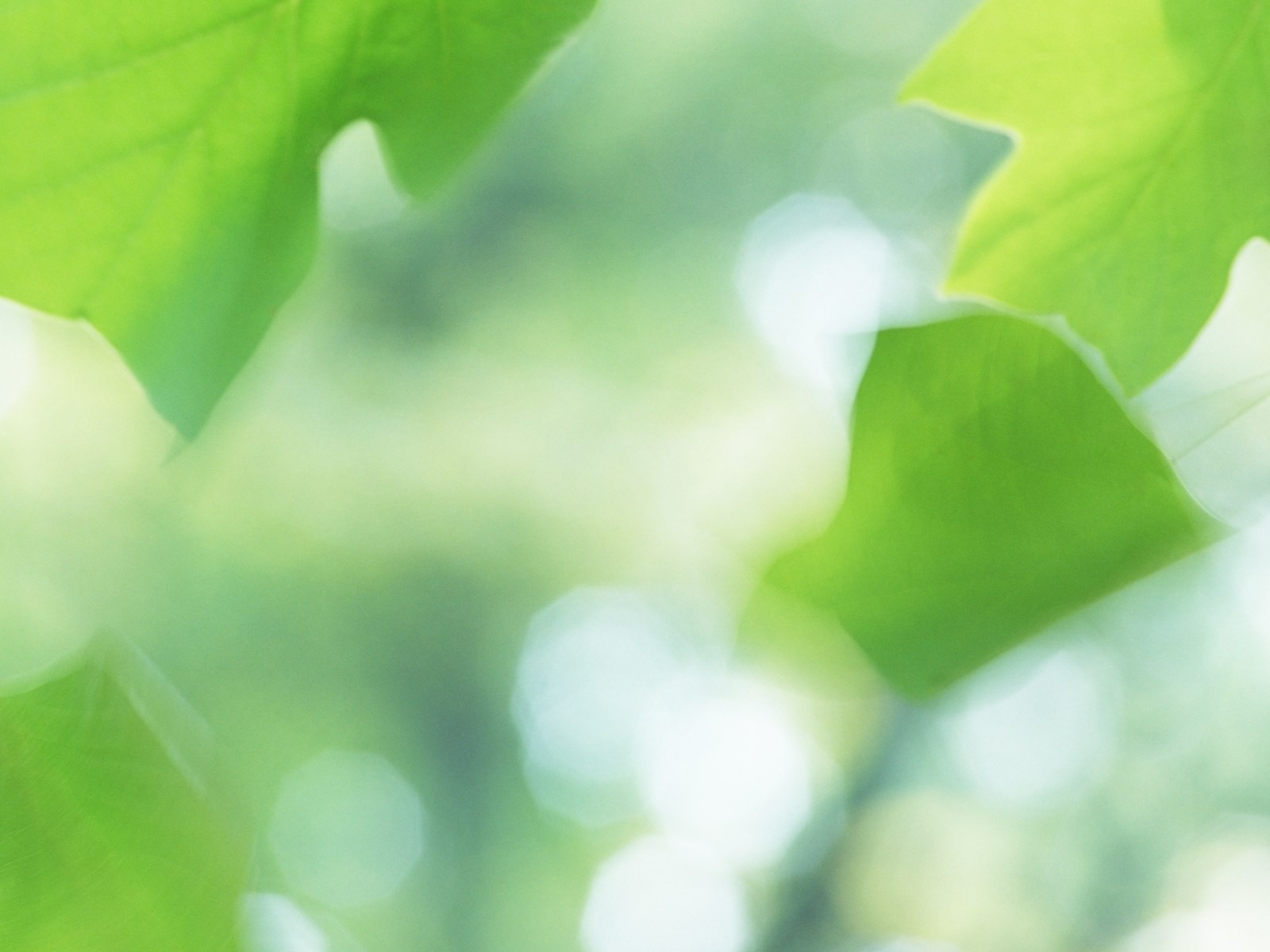 Fresh green leaf wallpaper (1) #5 - 1600x1200
