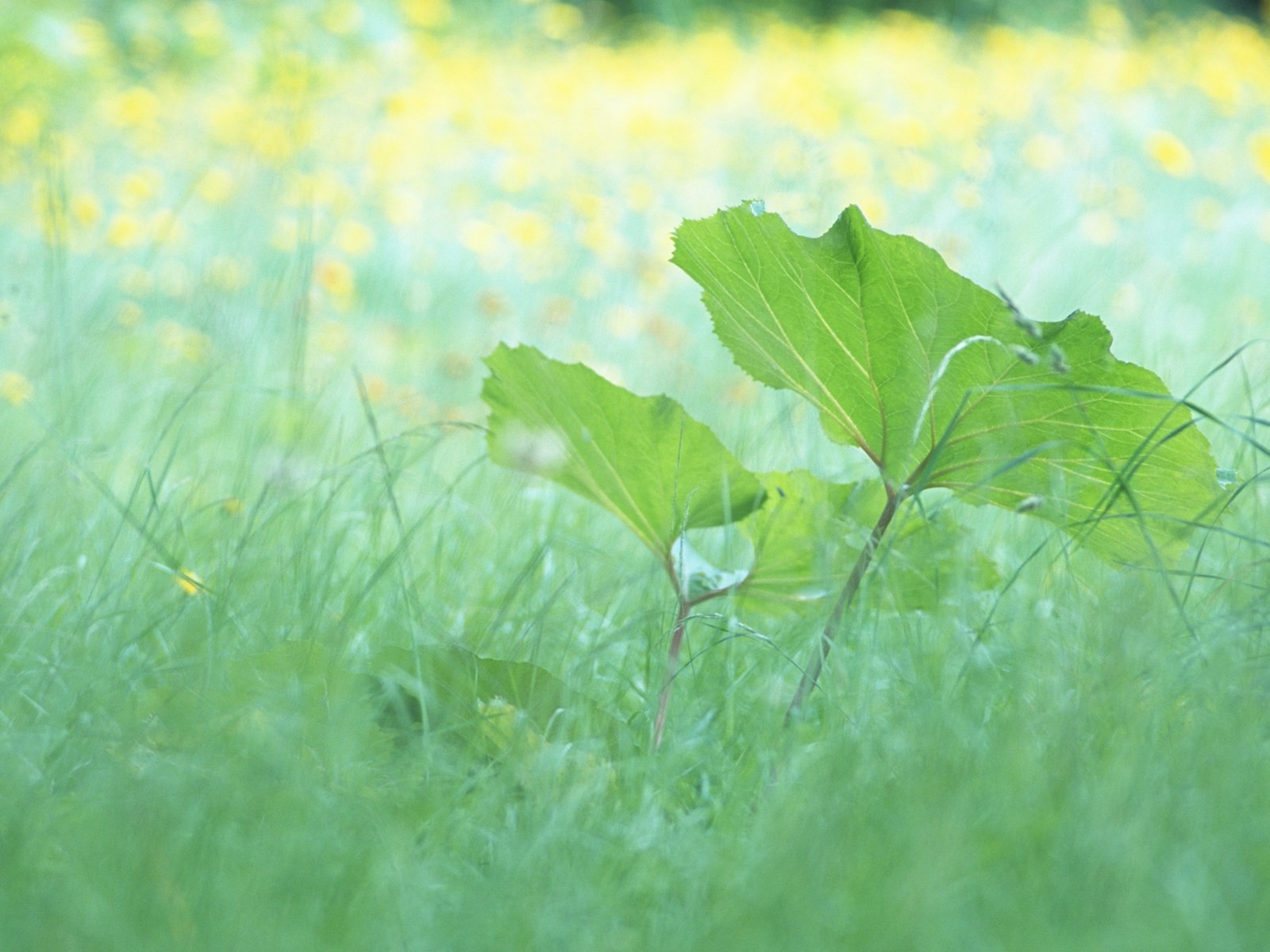 신선한 녹색 잎의 벽지 (1) #6 - 1600x1200