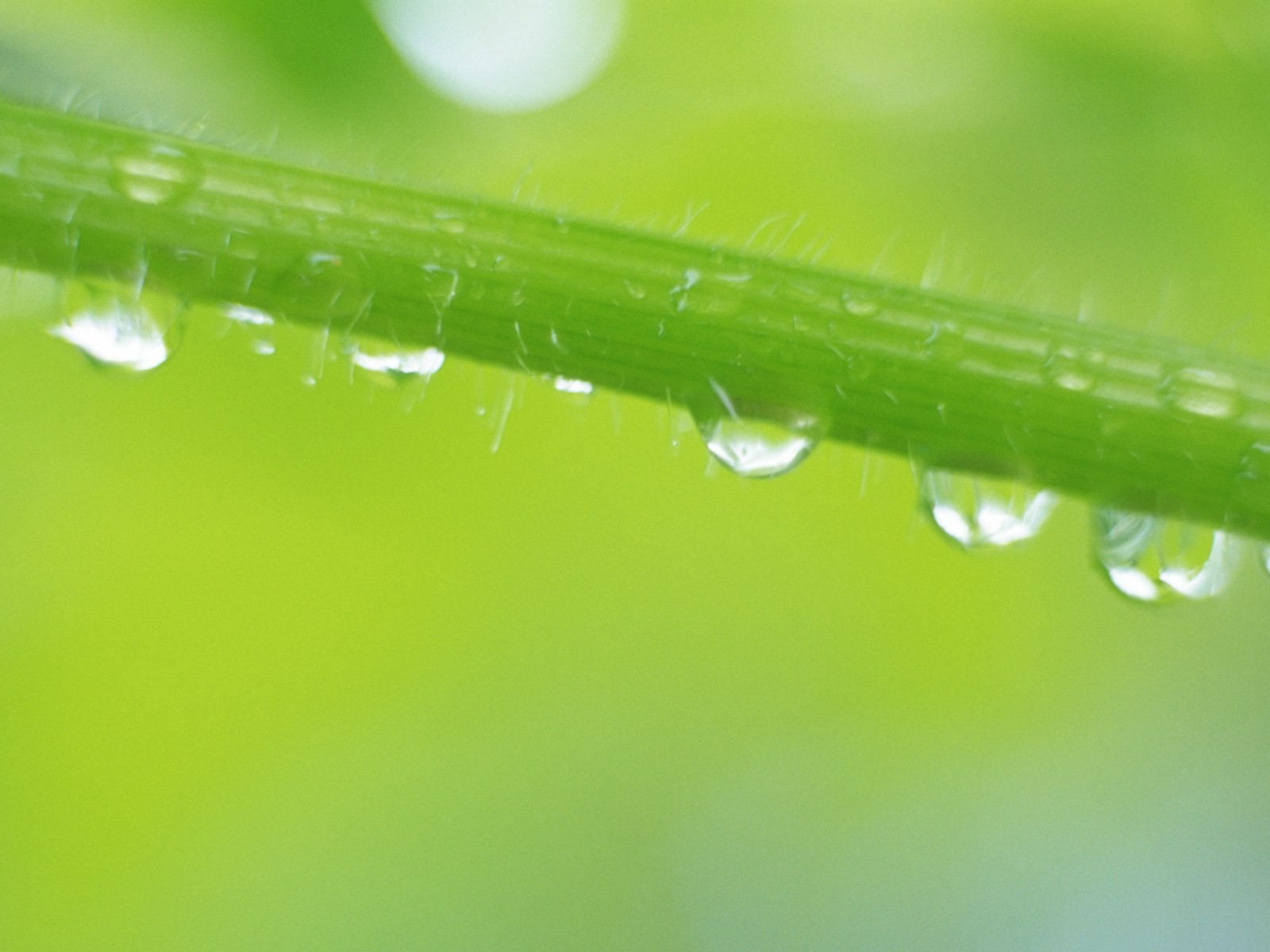 Fresh green leaf wallpaper (1) #9 - 1600x1200