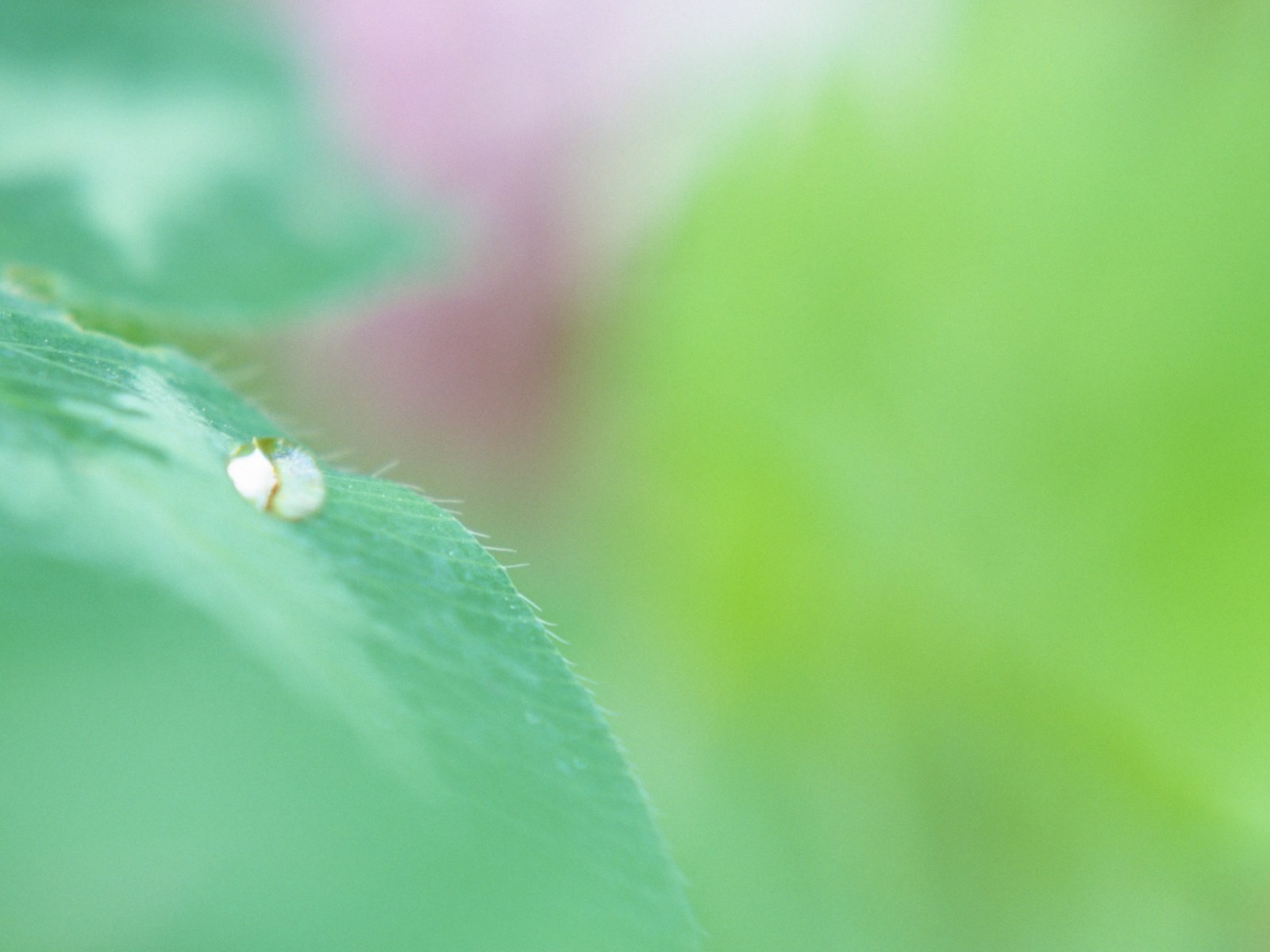 Fresh green leaf wallpaper (1) #10 - 1600x1200