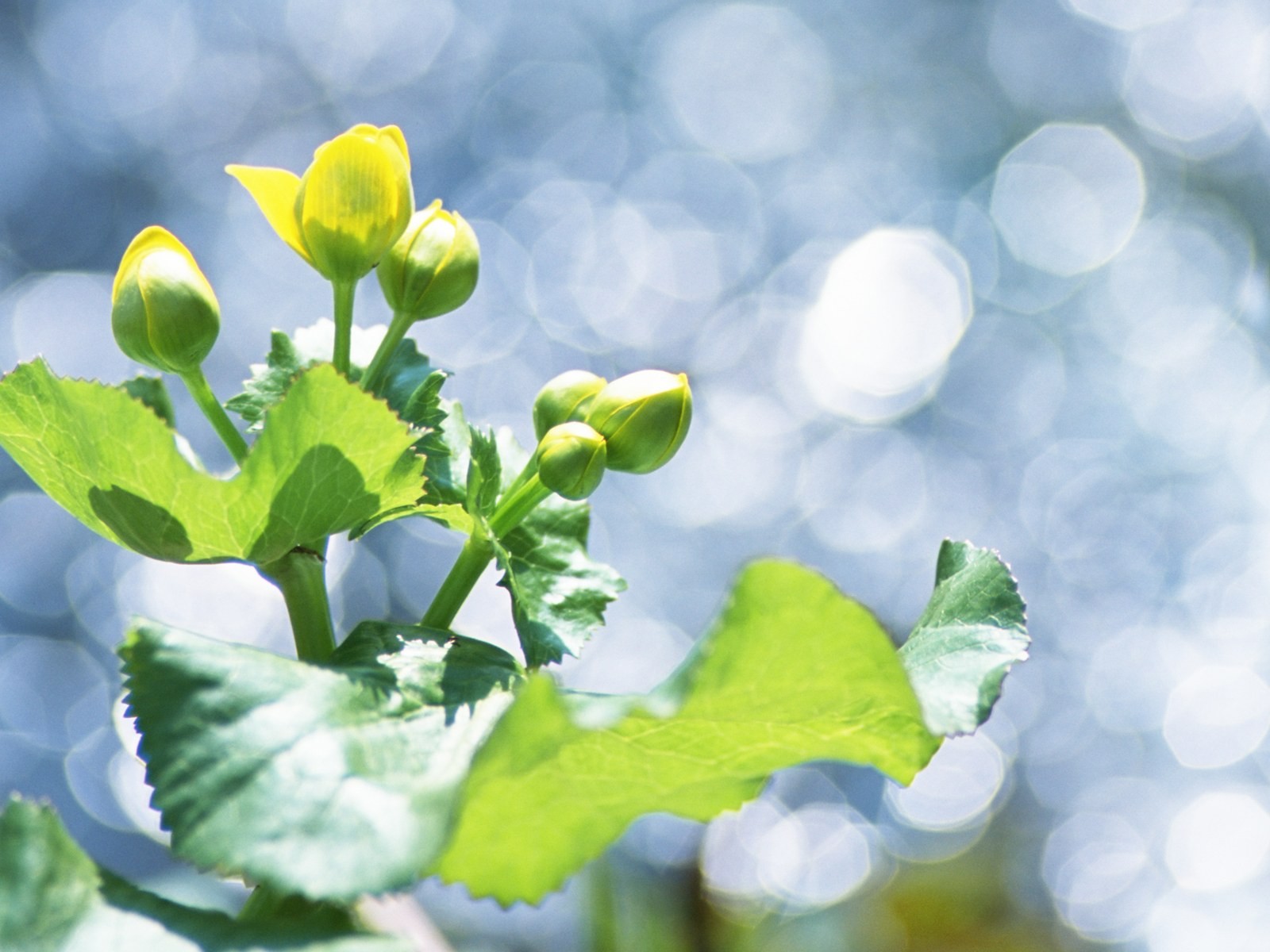 Fresh green leaf wallpaper (1) #11 - 1600x1200