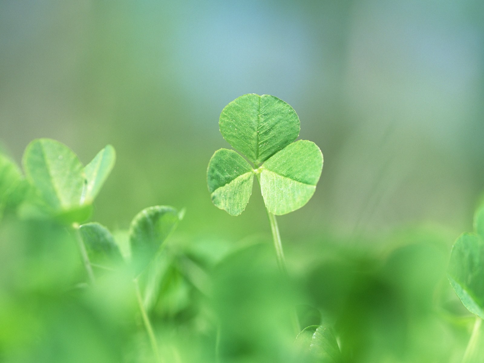 Fresh green leaf wallpaper (1) #13 - 1600x1200