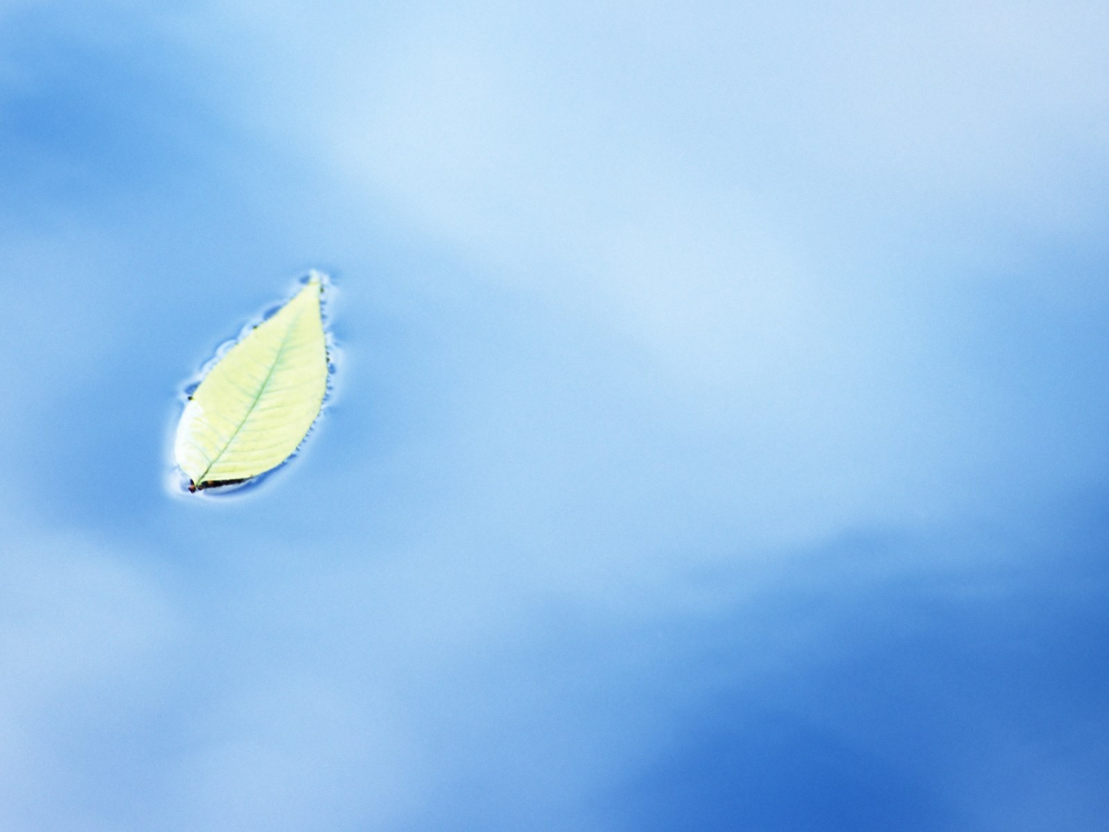 Fresh green leaf wallpaper (1) #19 - 1600x1200