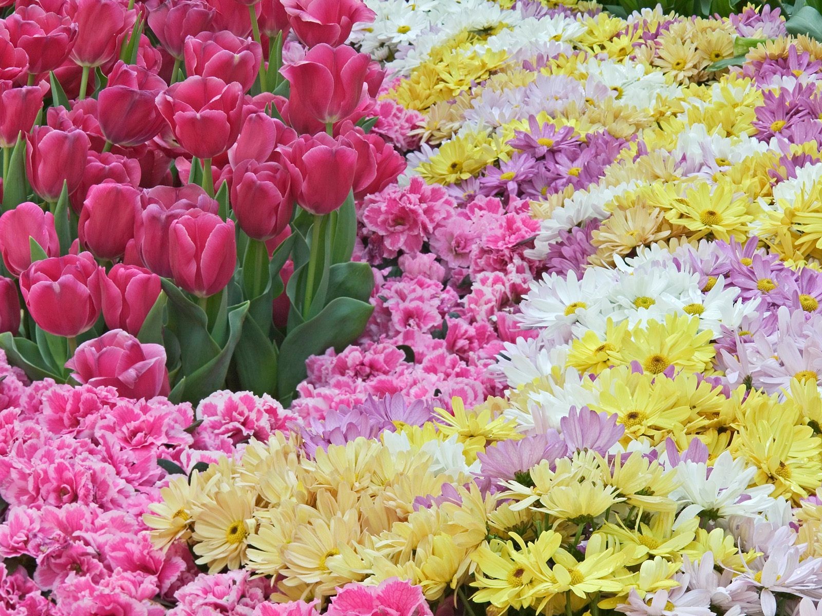 美丽鲜花桌面壁纸(一)18 - 1600x1200