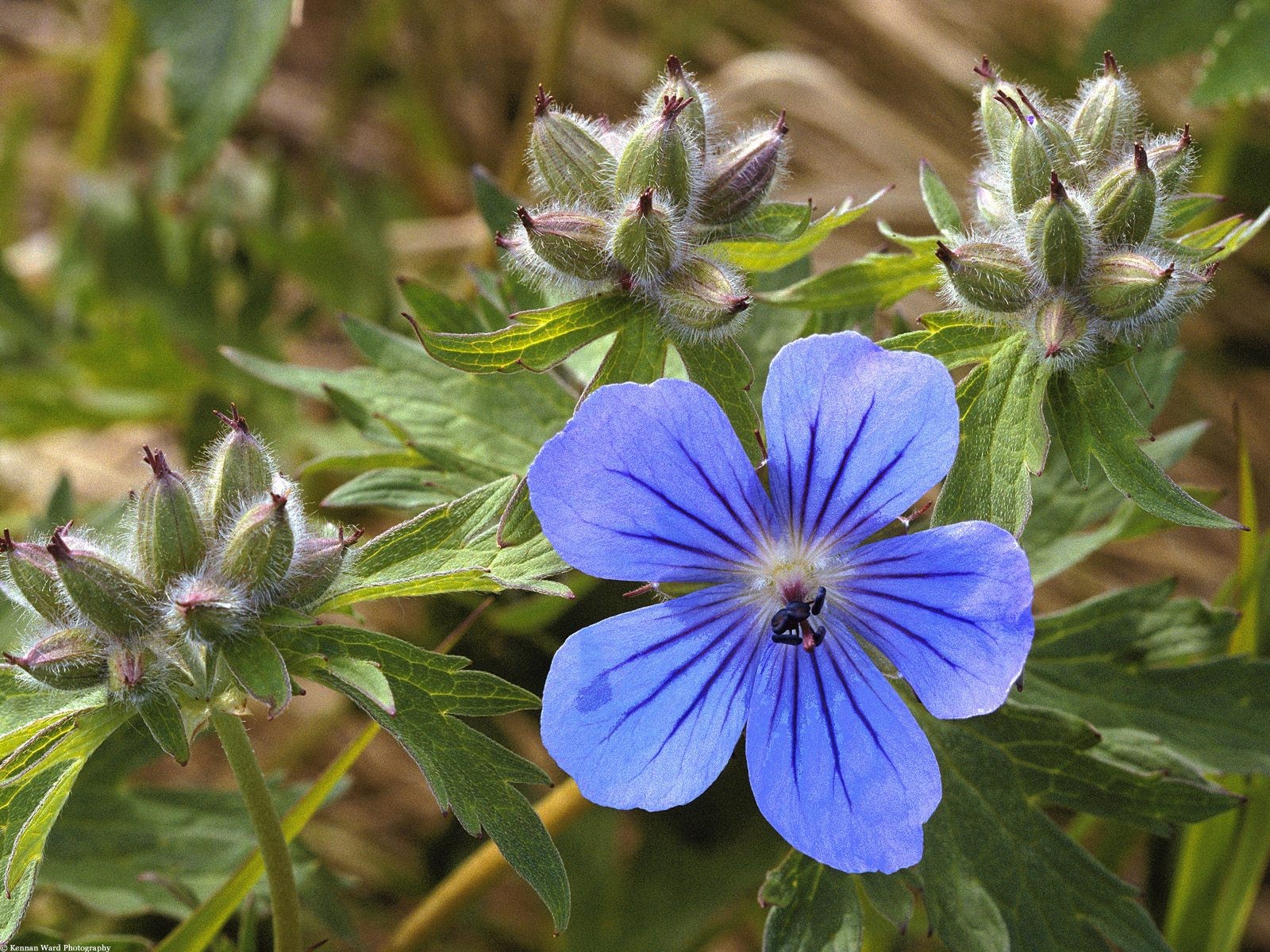 美丽鲜花桌面壁纸(一)20 - 1600x1200