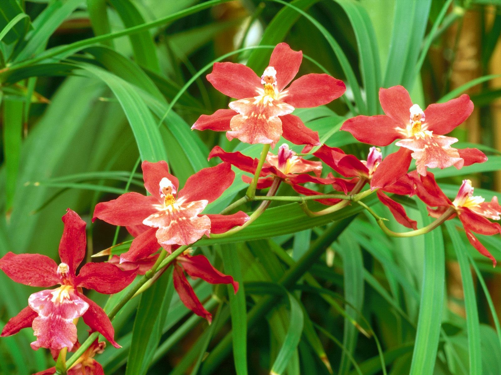 美麗鮮花桌面壁紙(一) #21 - 1600x1200