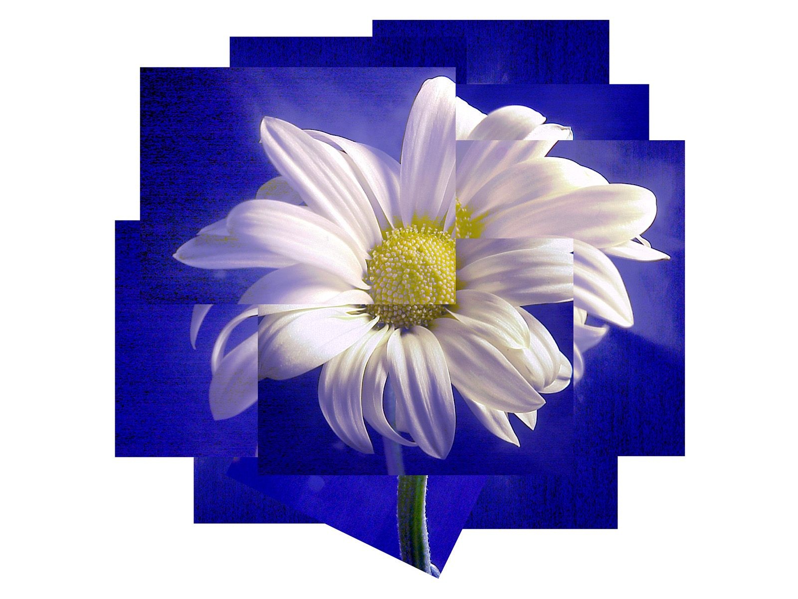 아름다운 꽃 벽지 (1) #22 - 1600x1200