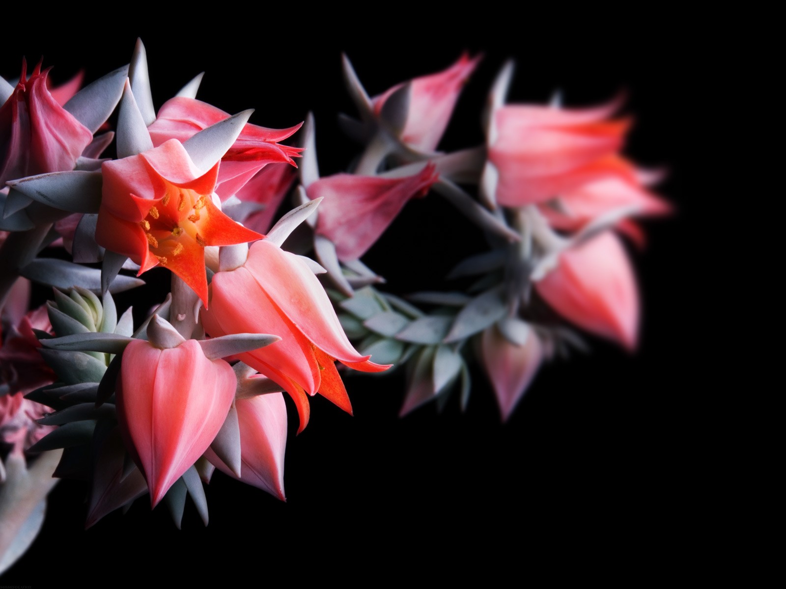 美麗鮮花桌面壁紙(一) #23 - 1600x1200
