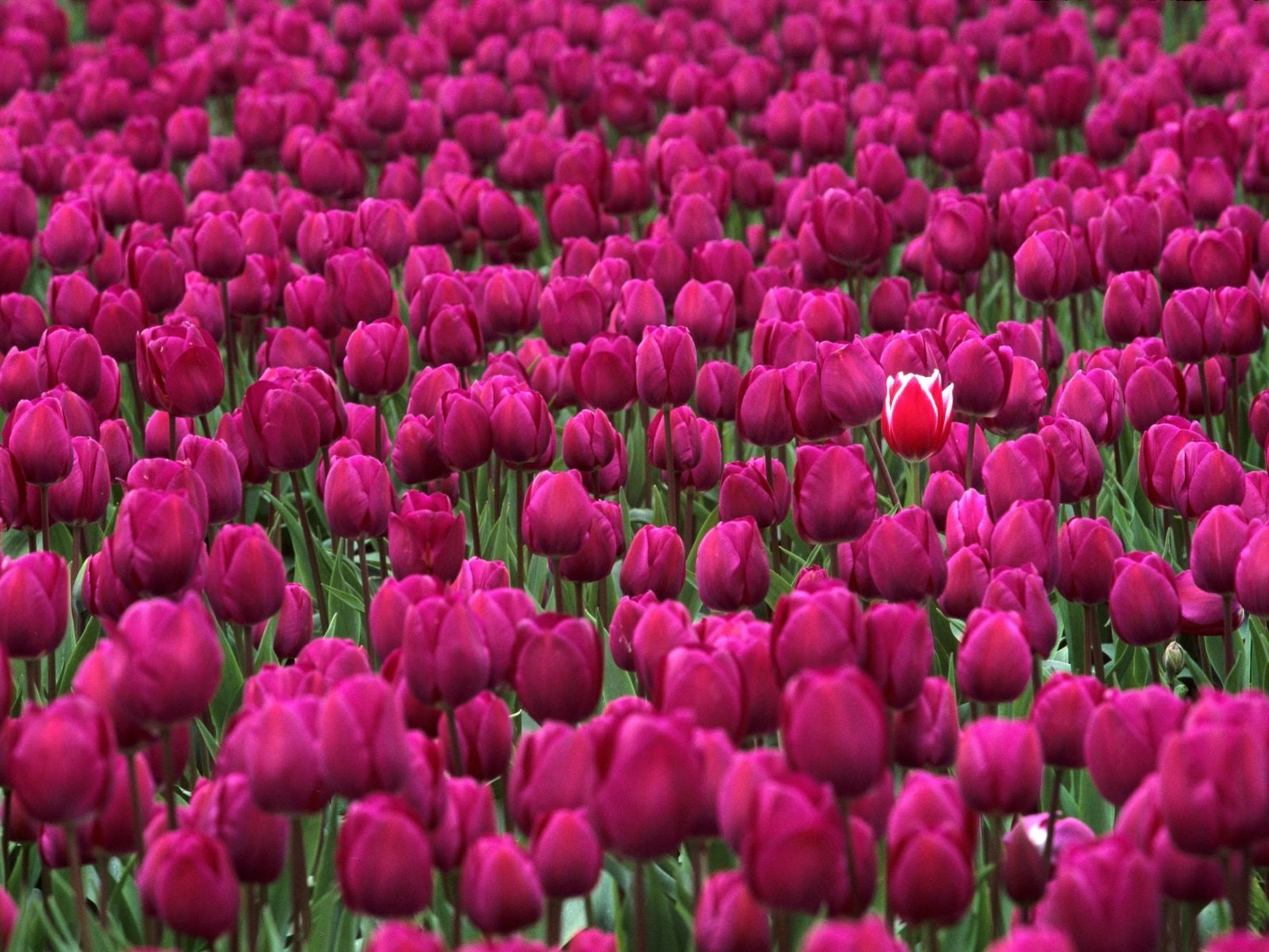 美麗鮮花桌面壁紙(一) #24 - 1600x1200