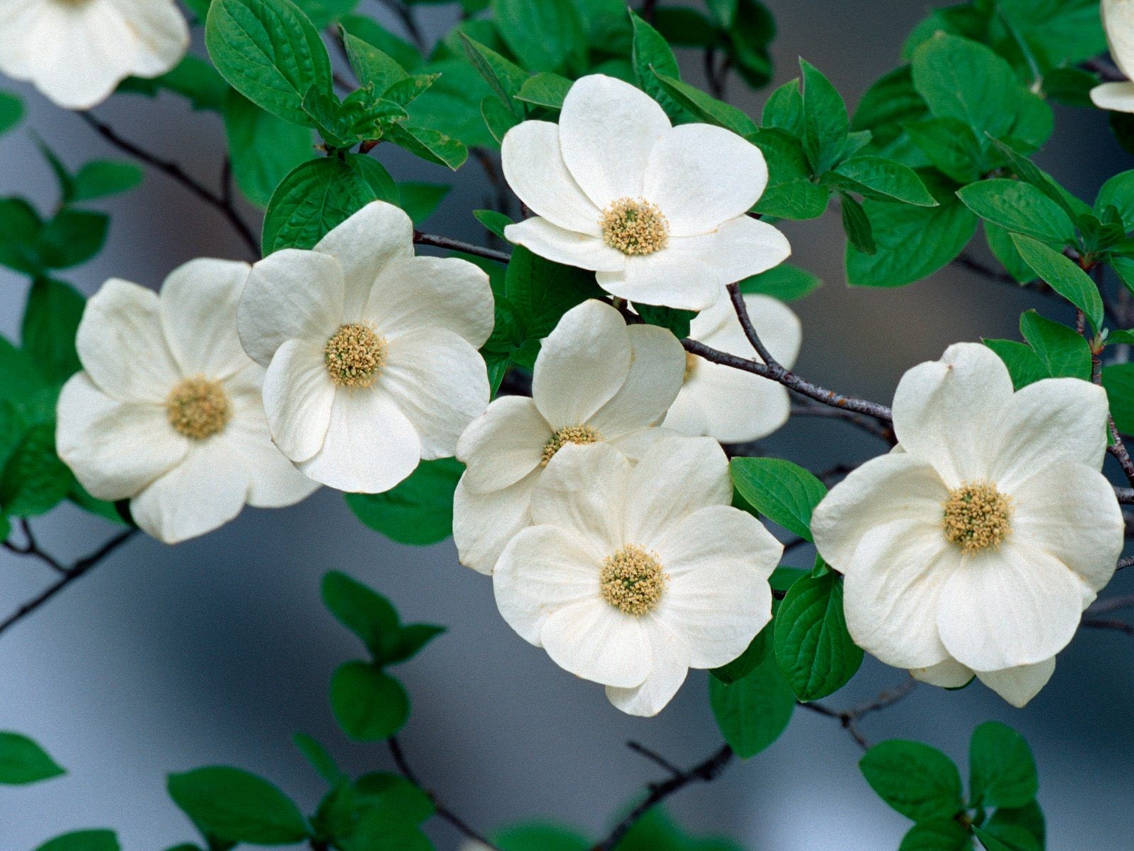 美麗鮮花桌面壁紙(一) #30 - 1600x1200