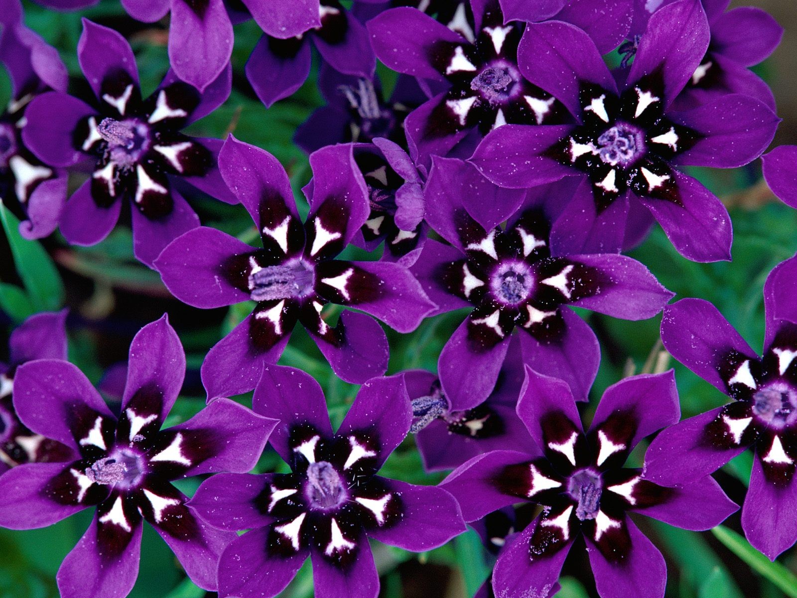 美麗鮮花桌面壁紙(一) #31 - 1600x1200