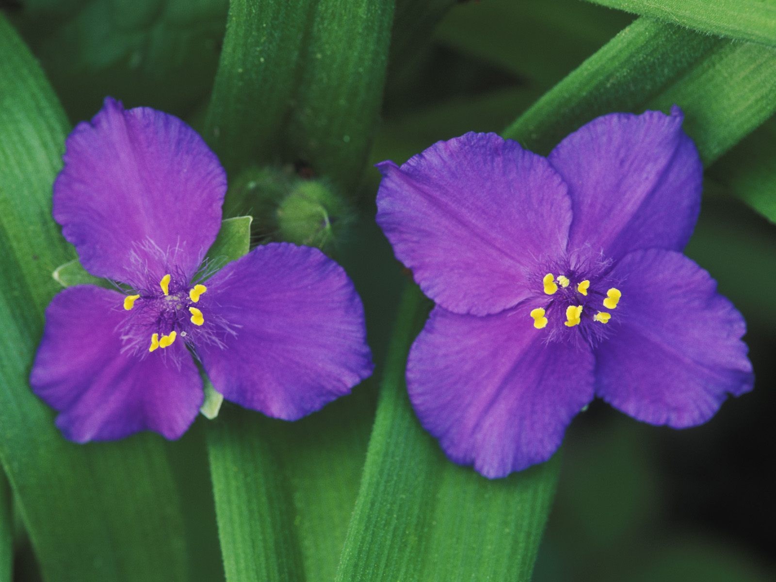 美麗鮮花桌面壁紙(一) #32 - 1600x1200