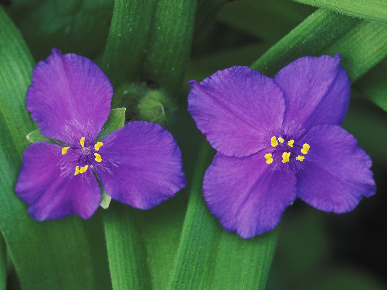 美丽鲜花桌面壁纸(一)32 - 1600x1200