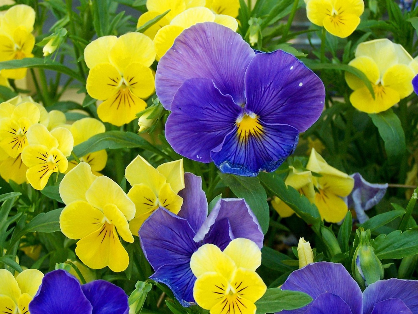 美麗鮮花桌面壁紙(一) #33 - 1600x1200