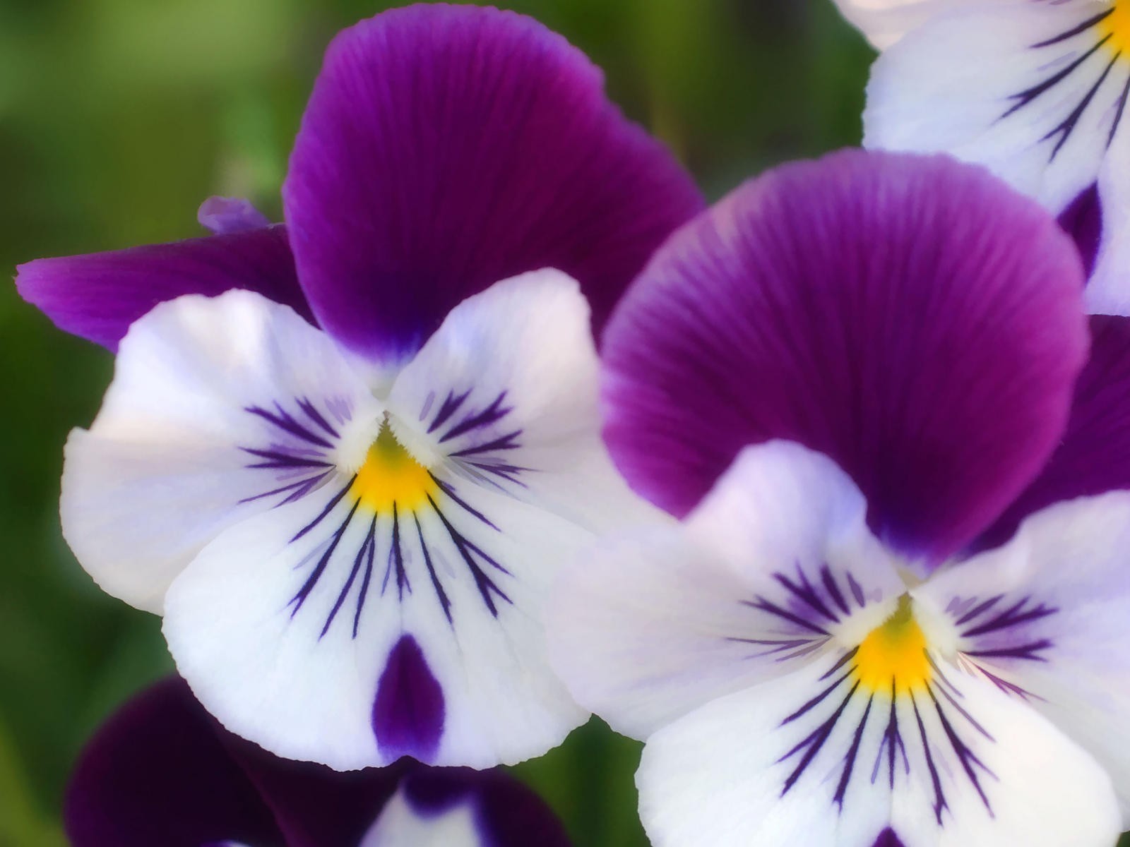 美麗鮮花桌面壁紙(一) #35 - 1600x1200