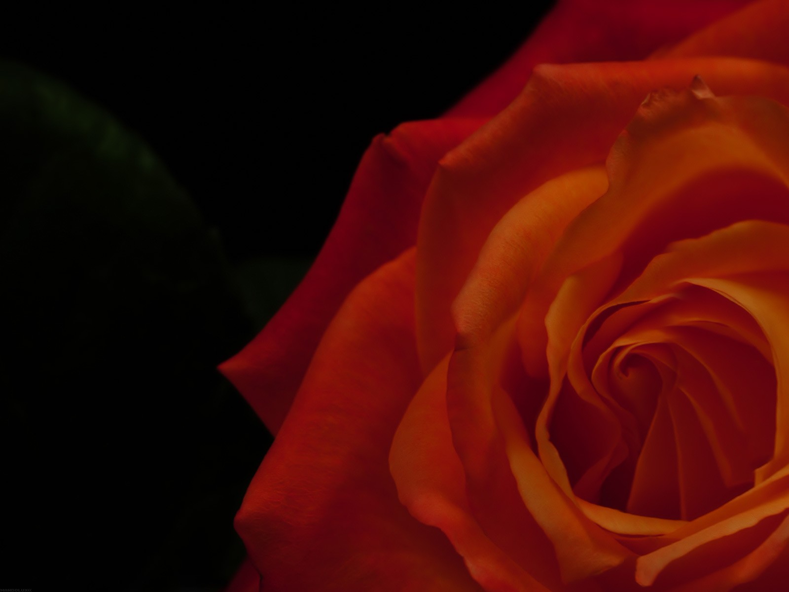 美麗鮮花桌面壁紙(一) #36 - 1600x1200