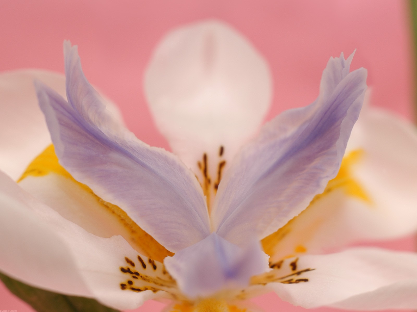 美麗鮮花桌面壁紙(一) #39 - 1600x1200