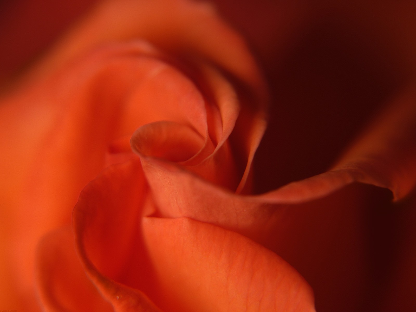 美麗鮮花桌面壁紙(一) #40 - 1600x1200