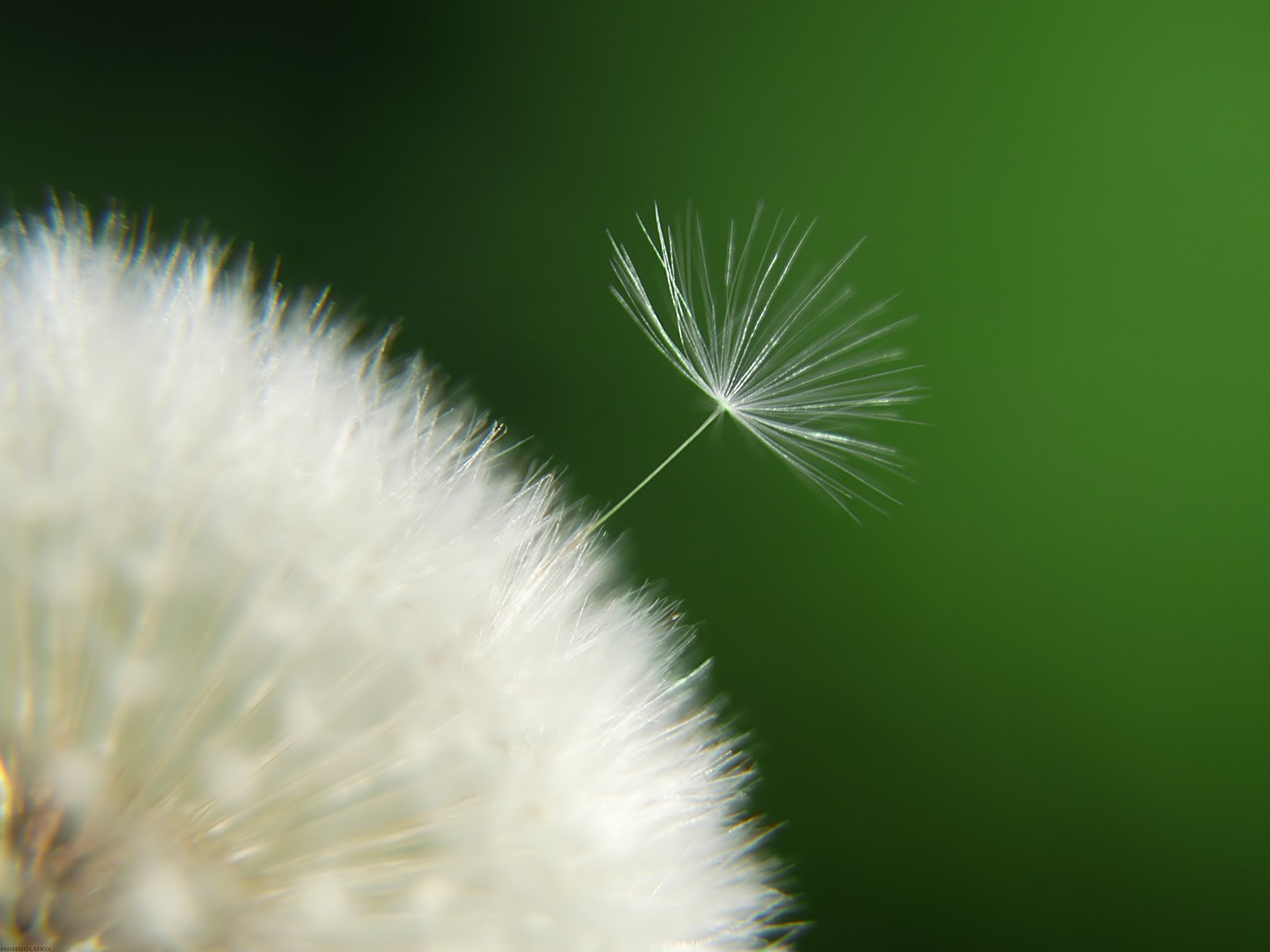 美麗鮮花桌面壁紙(一) #3 - 1600x1200