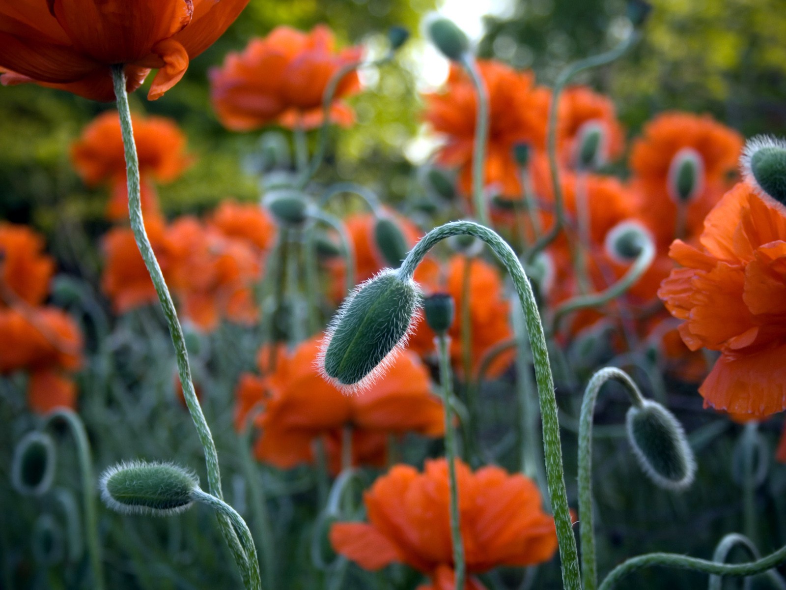 美丽鲜花桌面壁纸(一)4 - 1600x1200