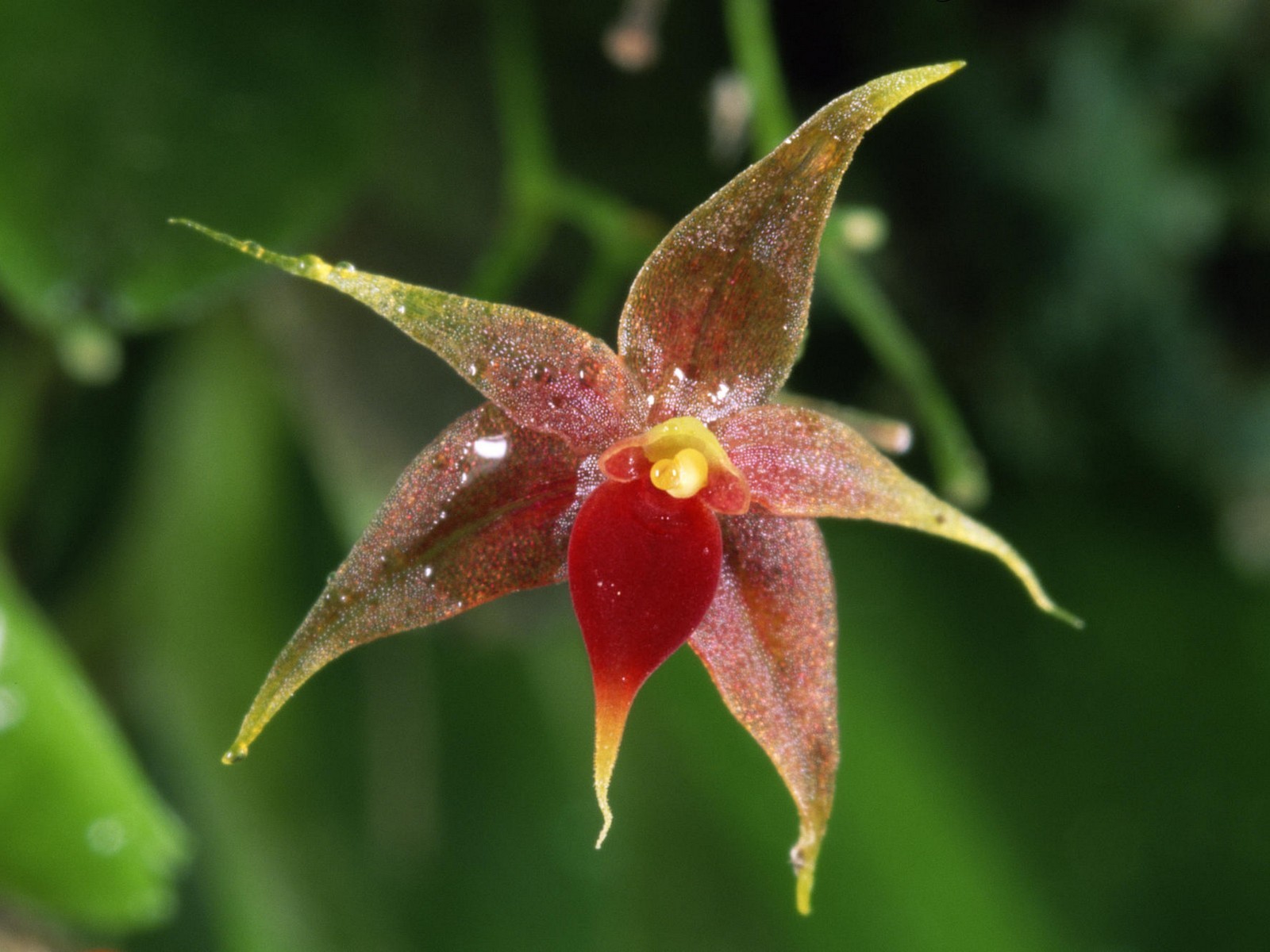 美麗鮮花桌面壁紙(一) #5 - 1600x1200