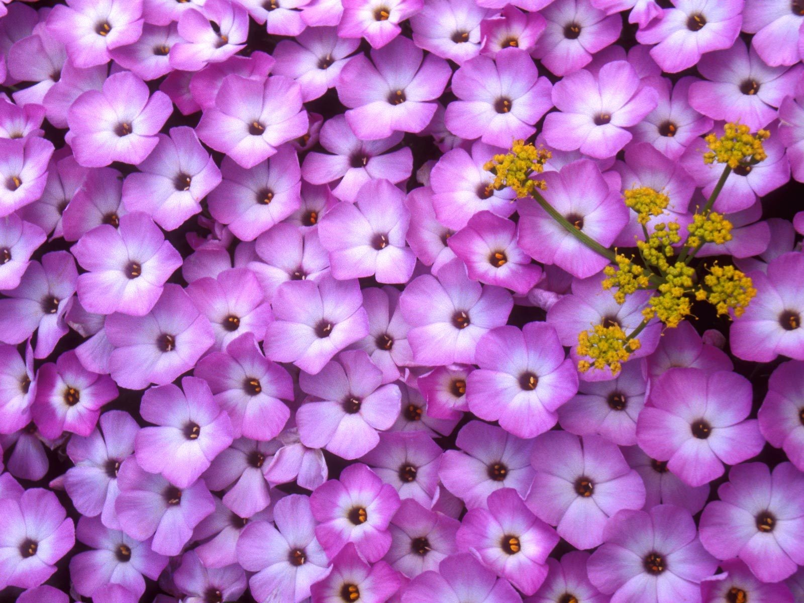 Hermoso fondo de pantalla Flores (2) #10 - 1600x1200
