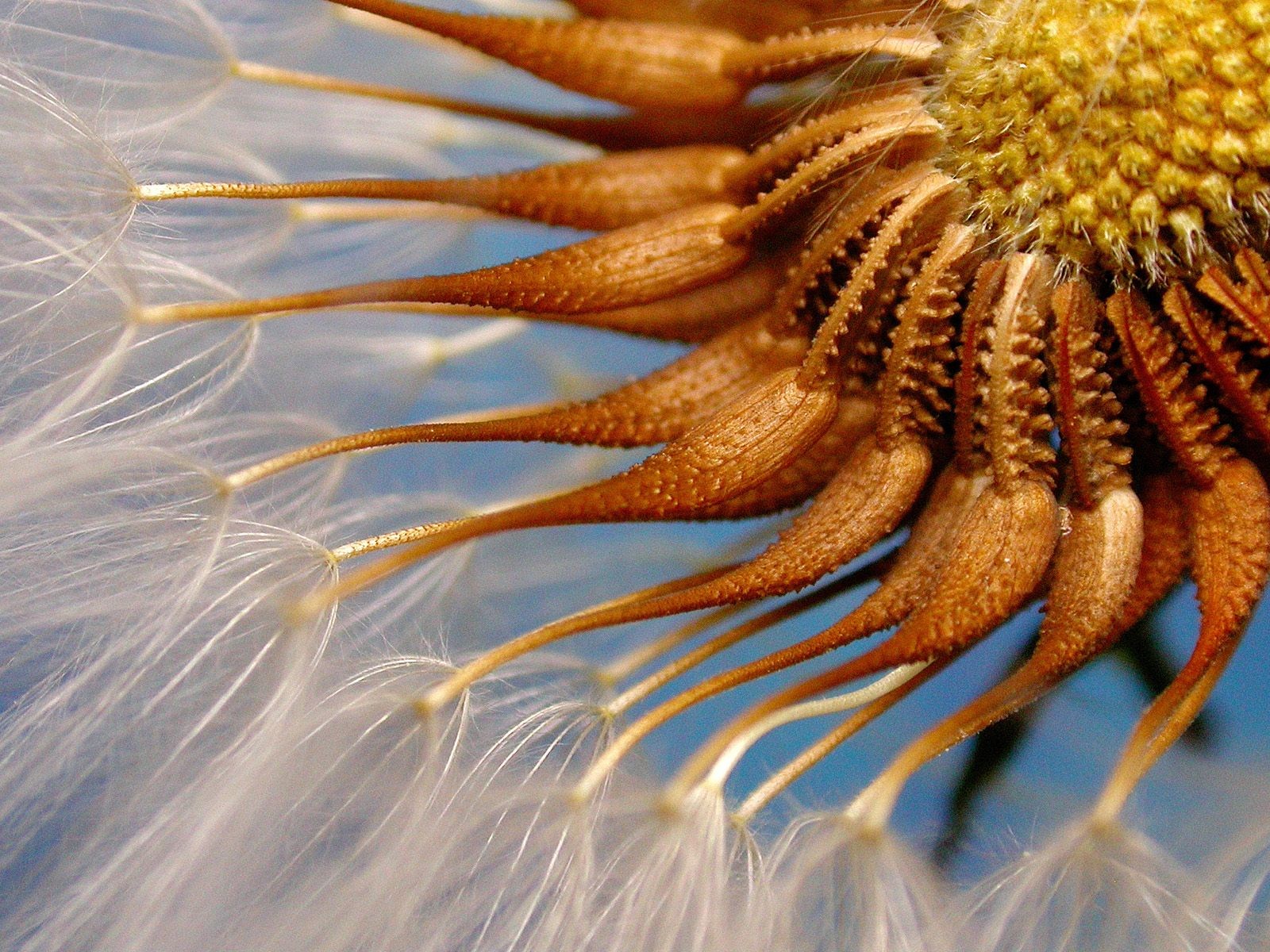 美麗鮮花桌面壁紙(二) #21 - 1600x1200