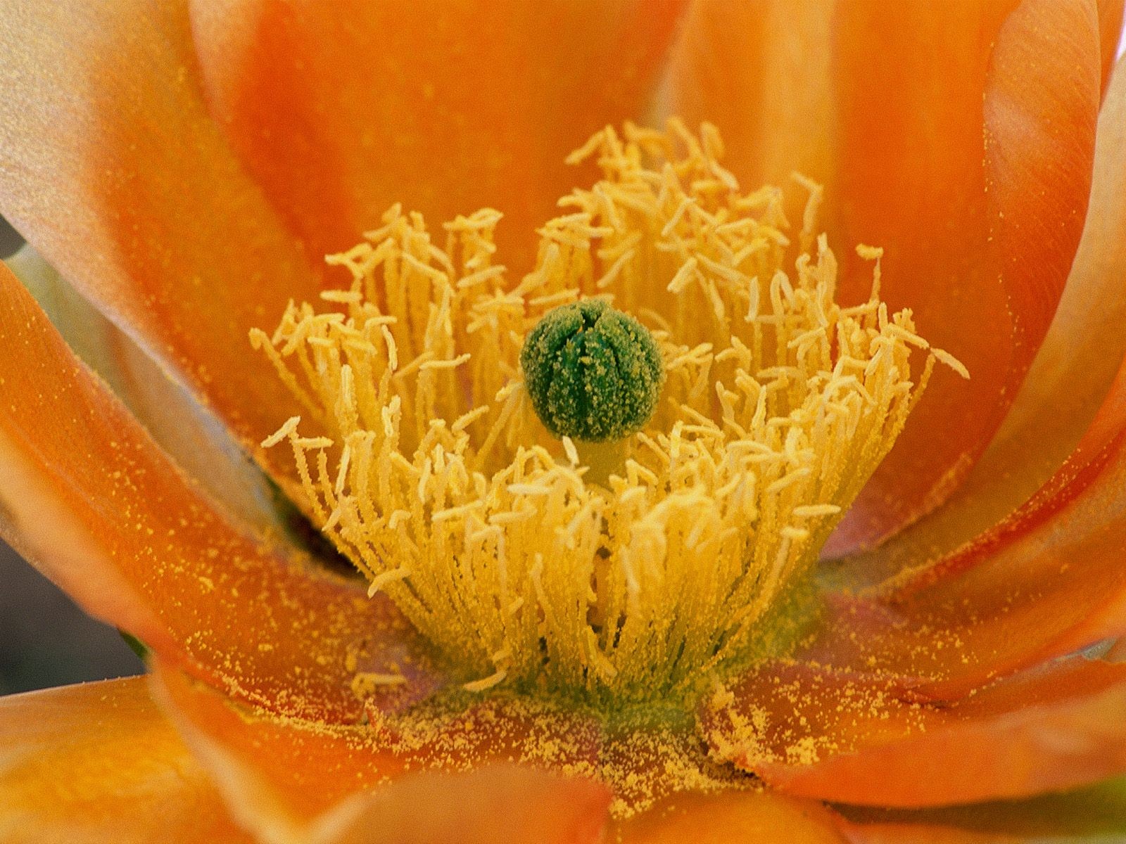 美麗鮮花桌面壁紙(二) #22 - 1600x1200