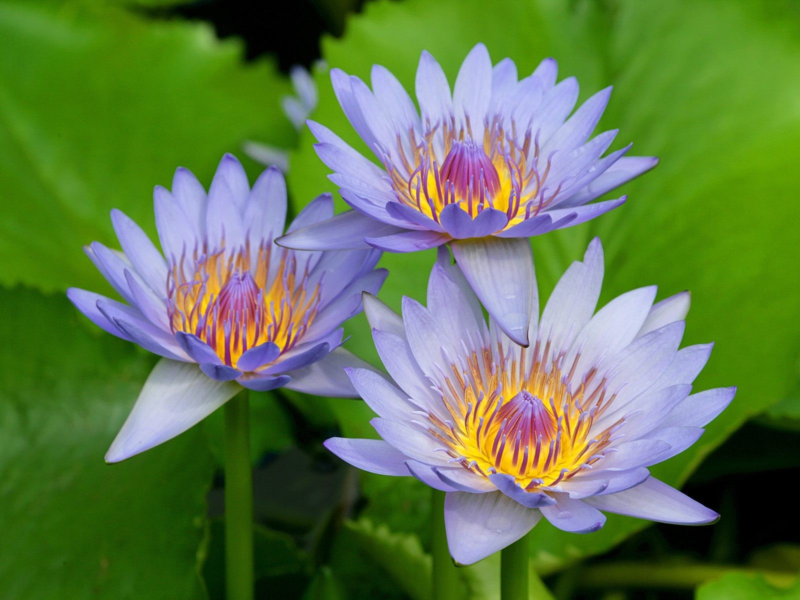 美麗鮮花桌面壁紙(二) #26 - 1600x1200