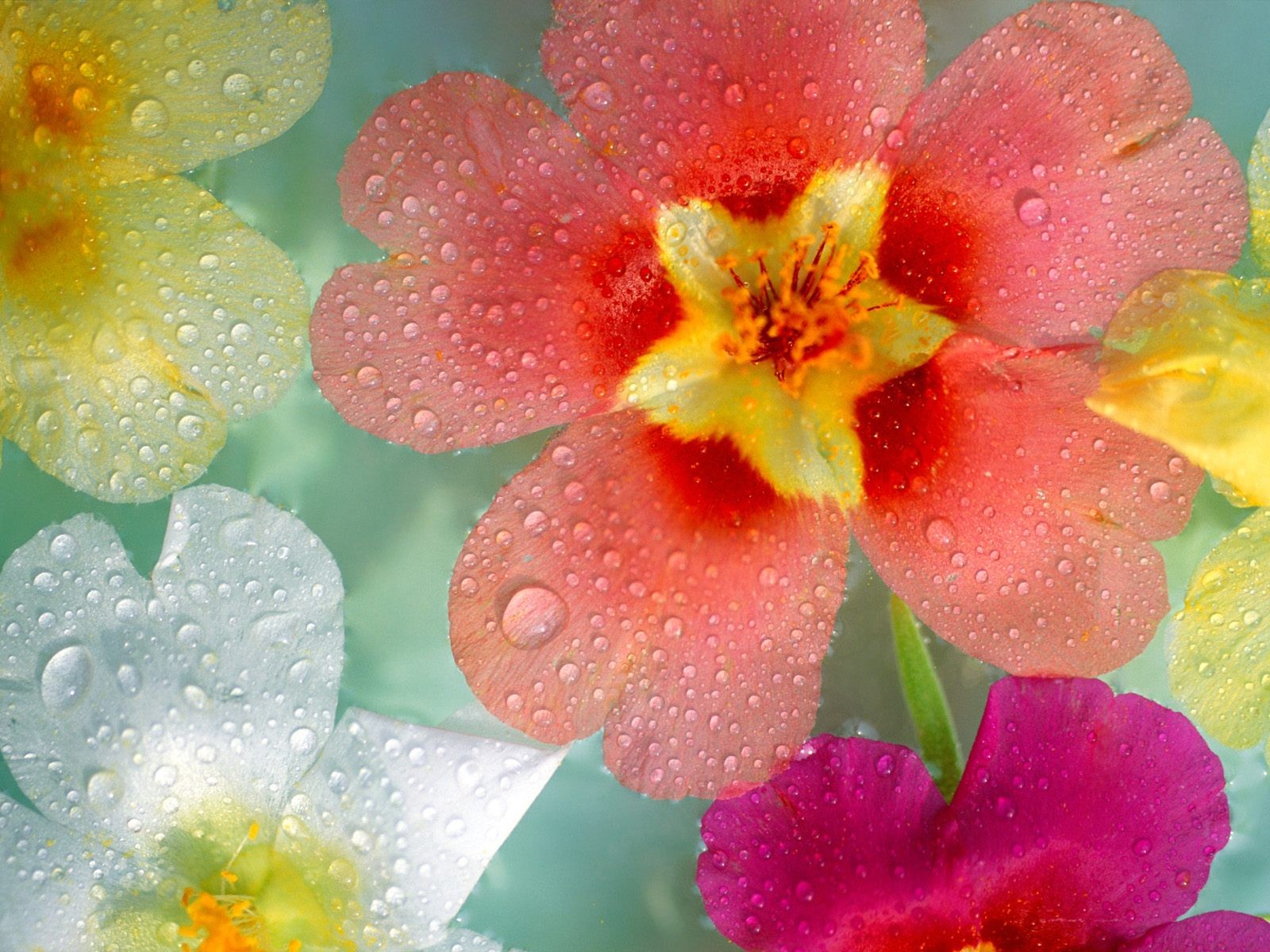 Hermoso fondo de pantalla Flores (2) #30 - 1600x1200