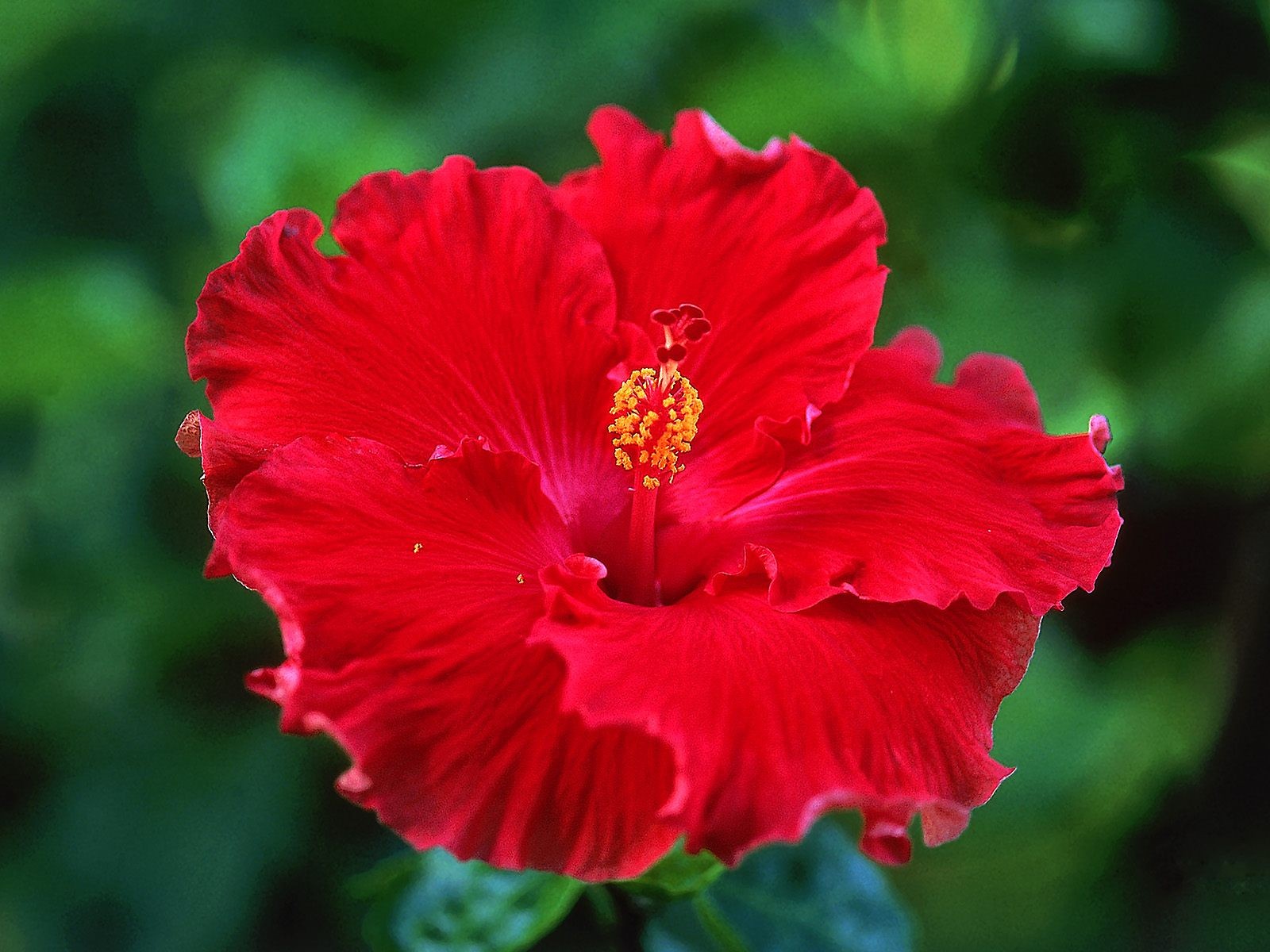 美麗鮮花桌面壁紙(二) #32 - 1600x1200