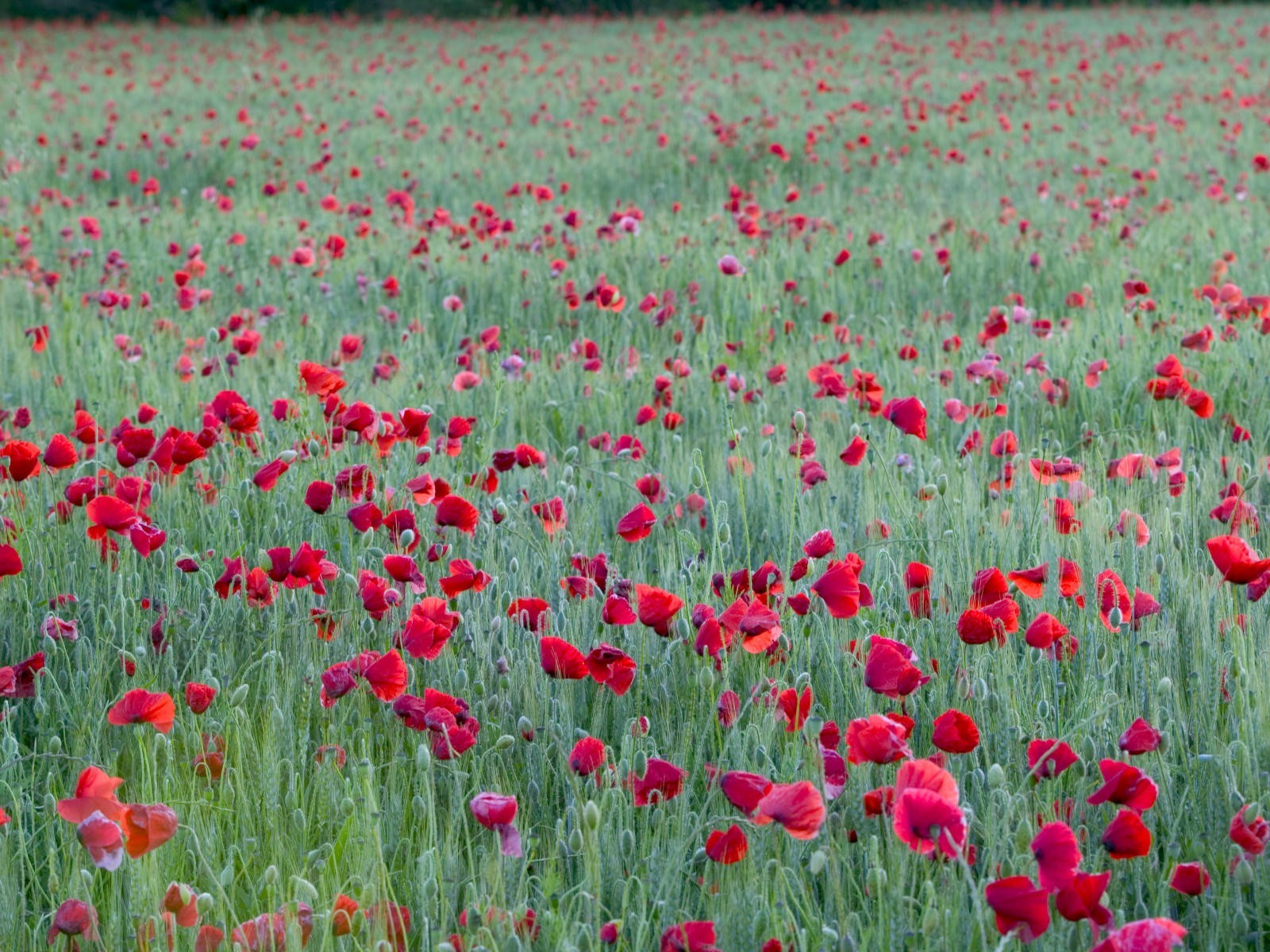 美麗鮮花桌面壁紙(二) #34 - 1600x1200
