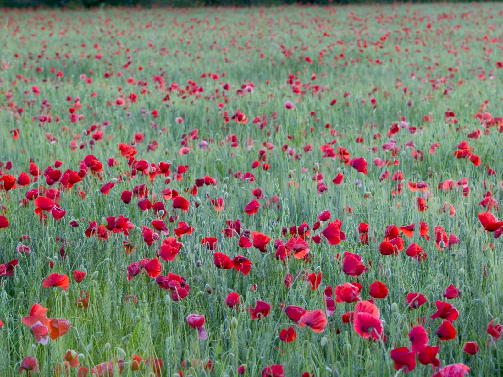 Hermoso fondo de pantalla Flores (2) #34 - 1600x1200