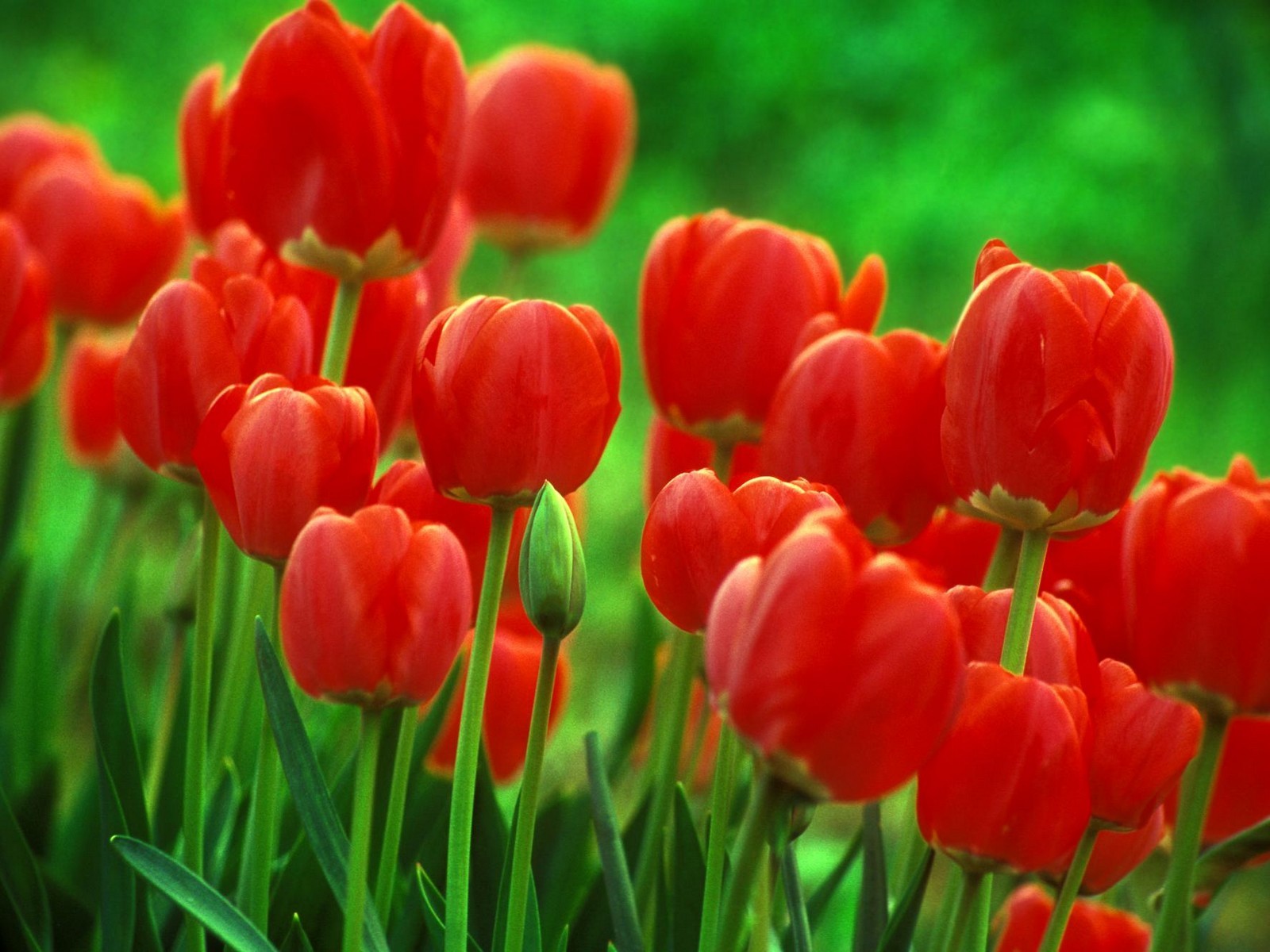 美麗鮮花桌面壁紙(二) #36 - 1600x1200
