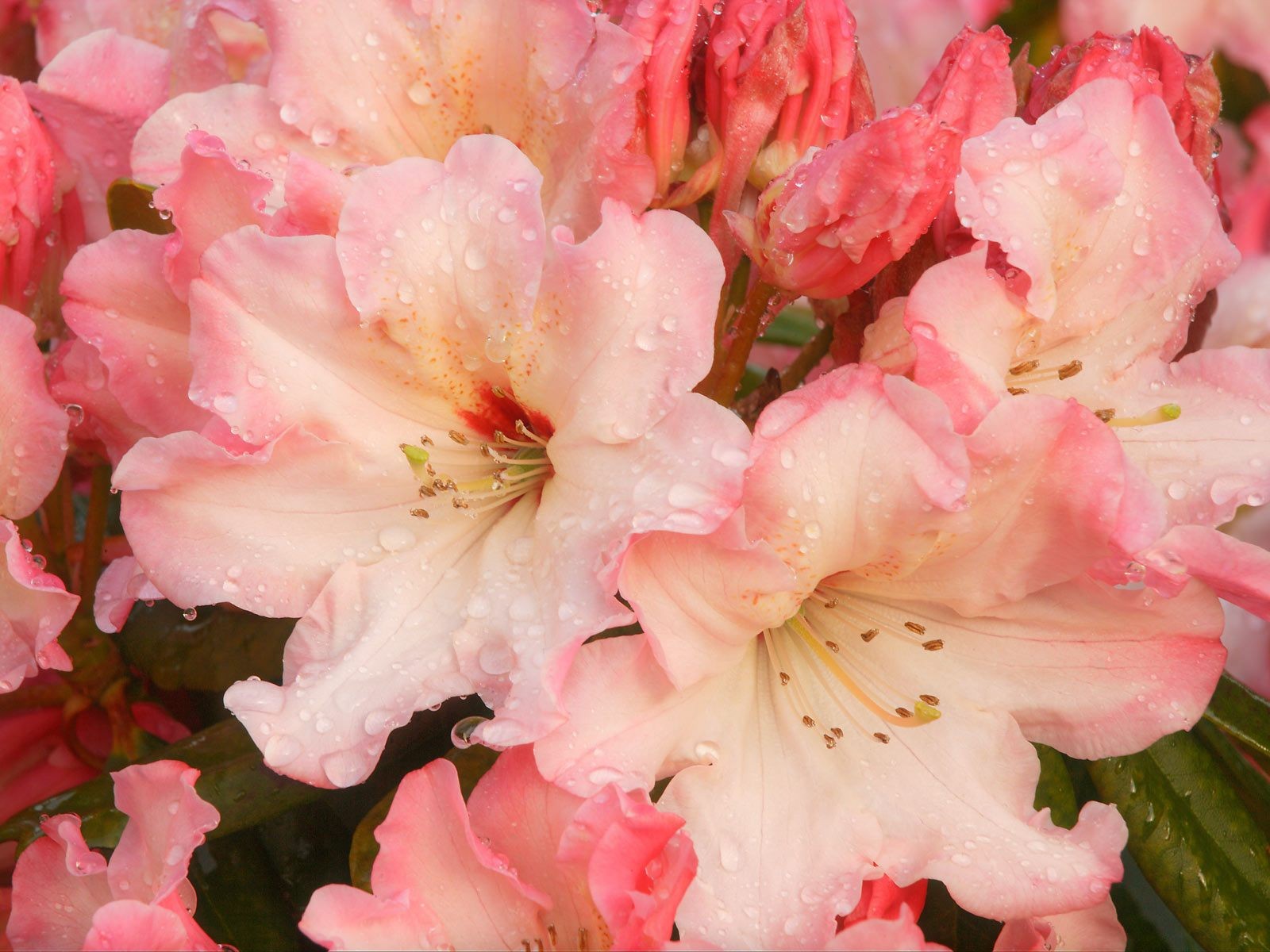 美麗鮮花桌面壁紙(二) #38 - 1600x1200