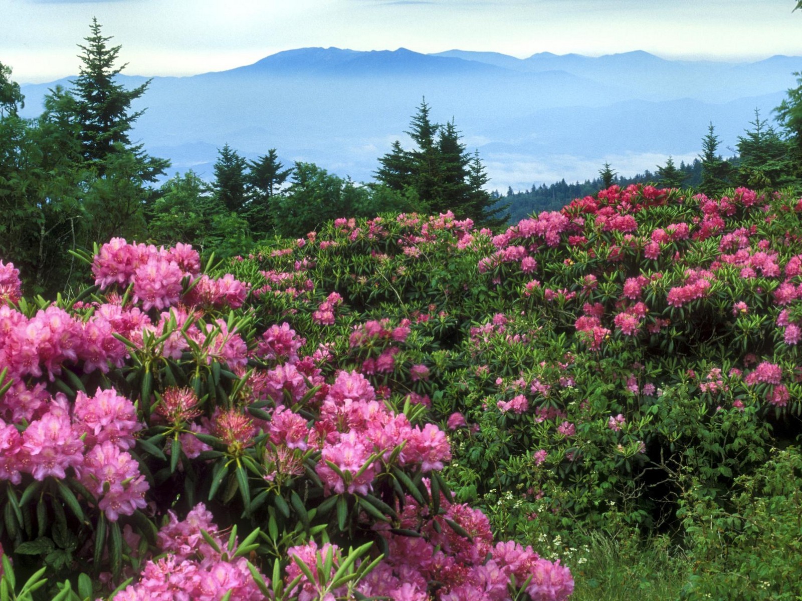 美麗鮮花桌面壁紙(二) #40 - 1600x1200