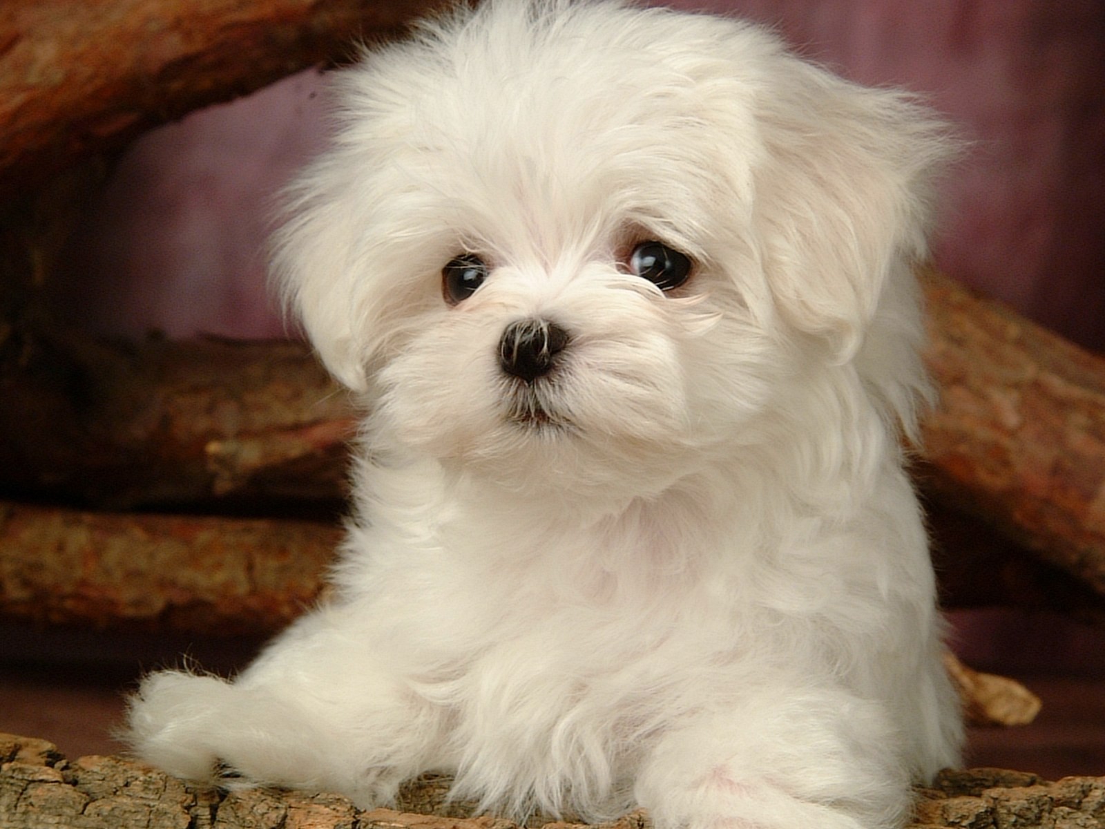 Fluffy little dog wallpaper #12 - 1600x1200