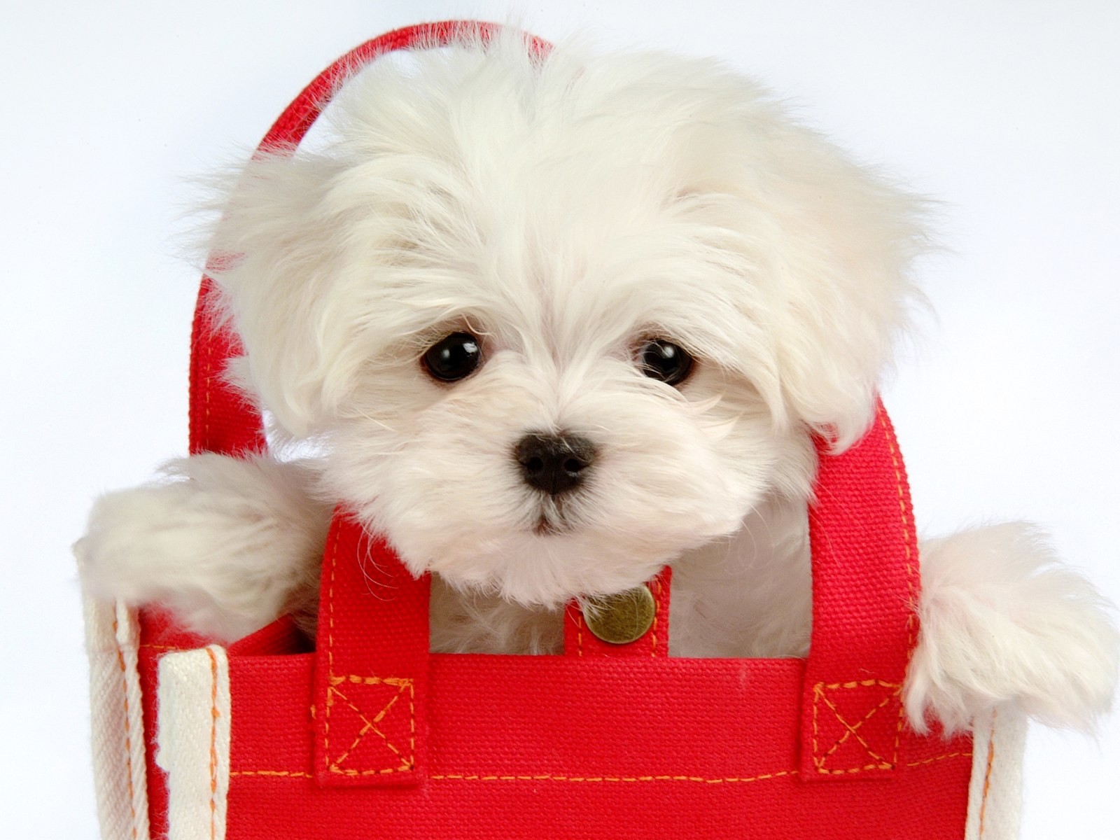 Fluffy little dog wallpaper #35 - 1600x1200