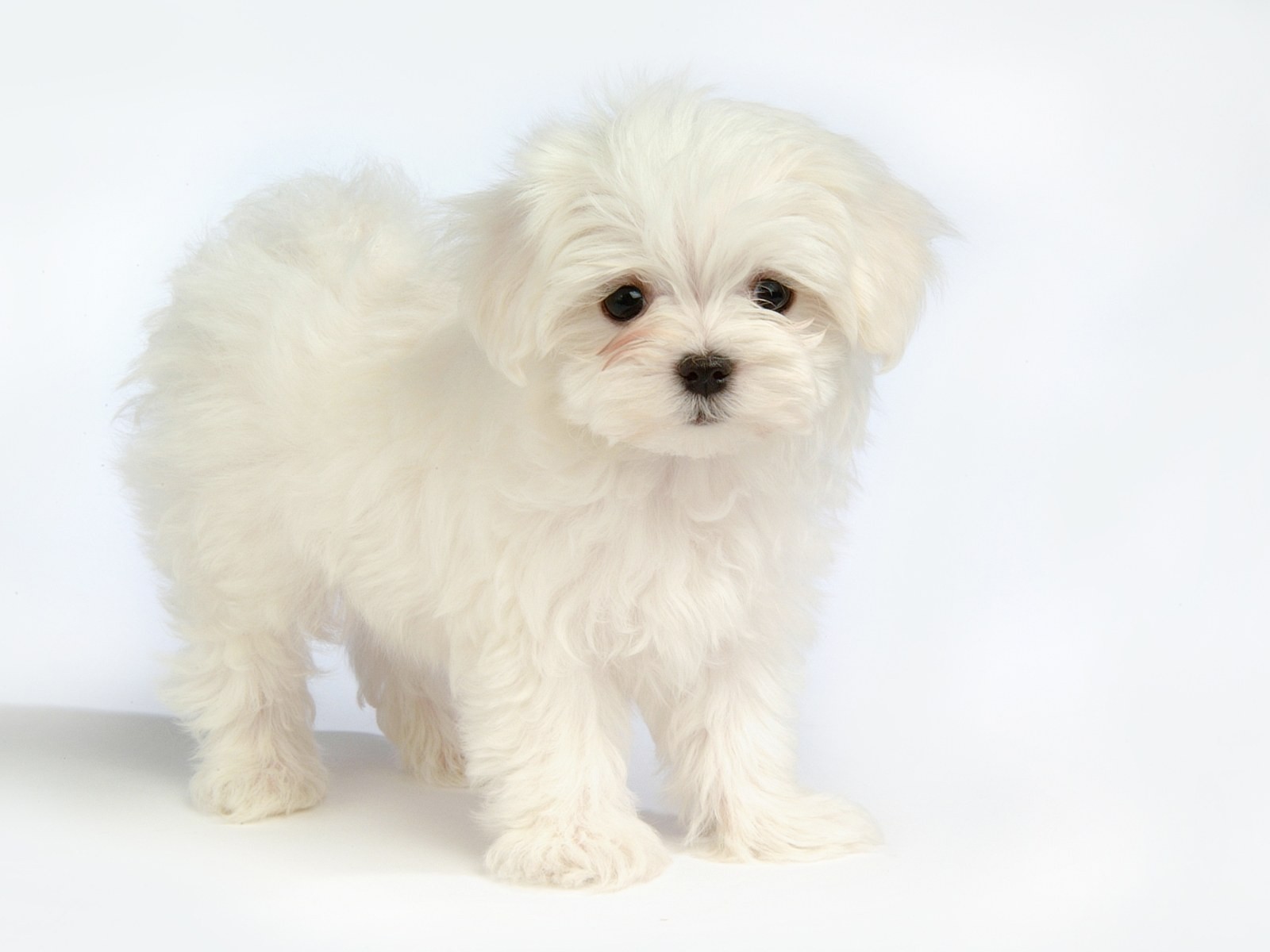 Fluffy kleinen Hund Tapete #38 - 1600x1200