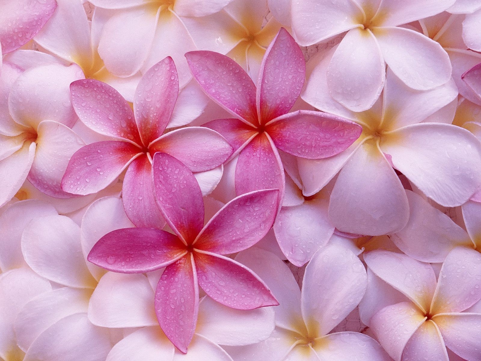 Beautiful Flowers wallpaper (3) #10 - 1600x1200